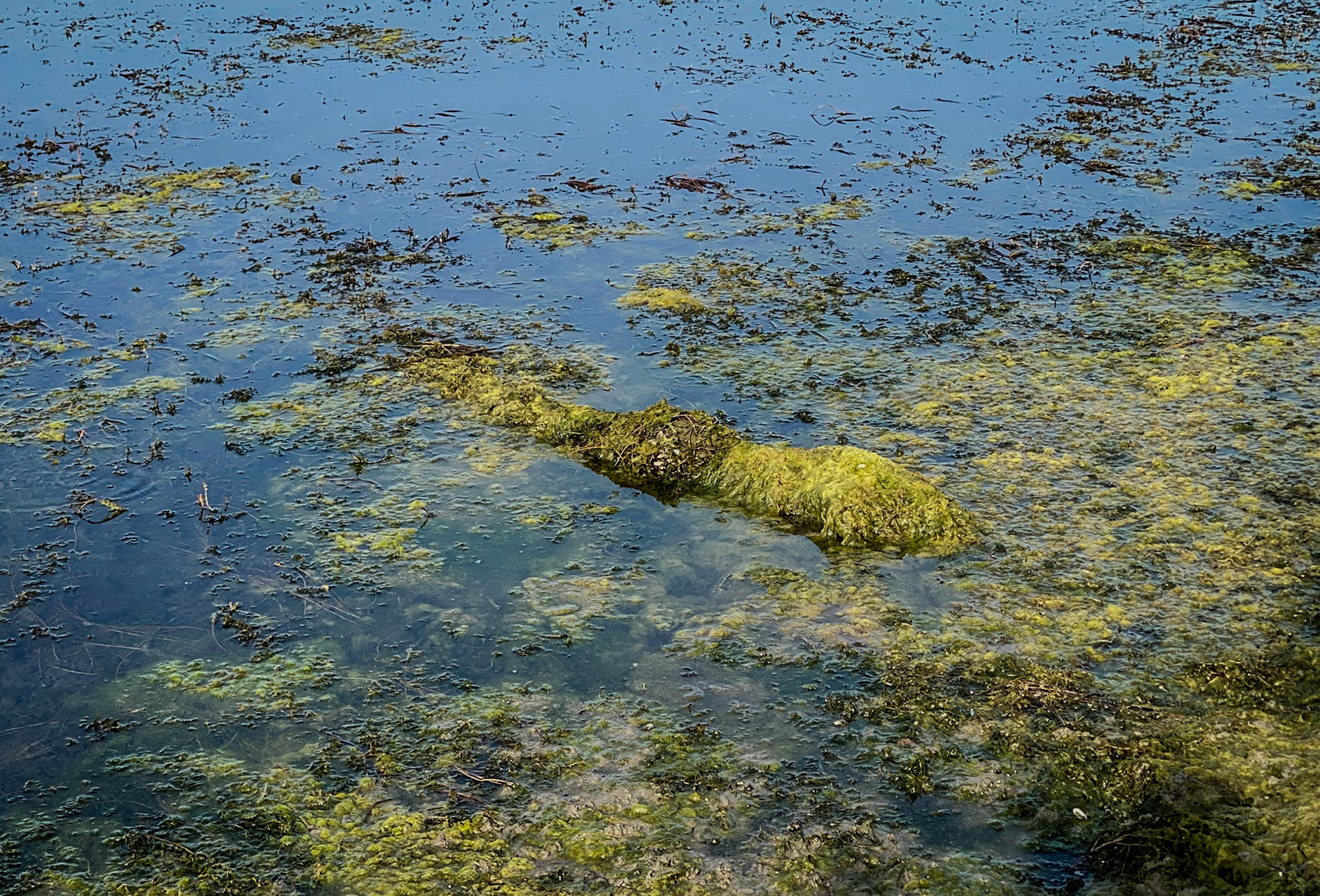 Trikos mudflats: reclaimed flotsam