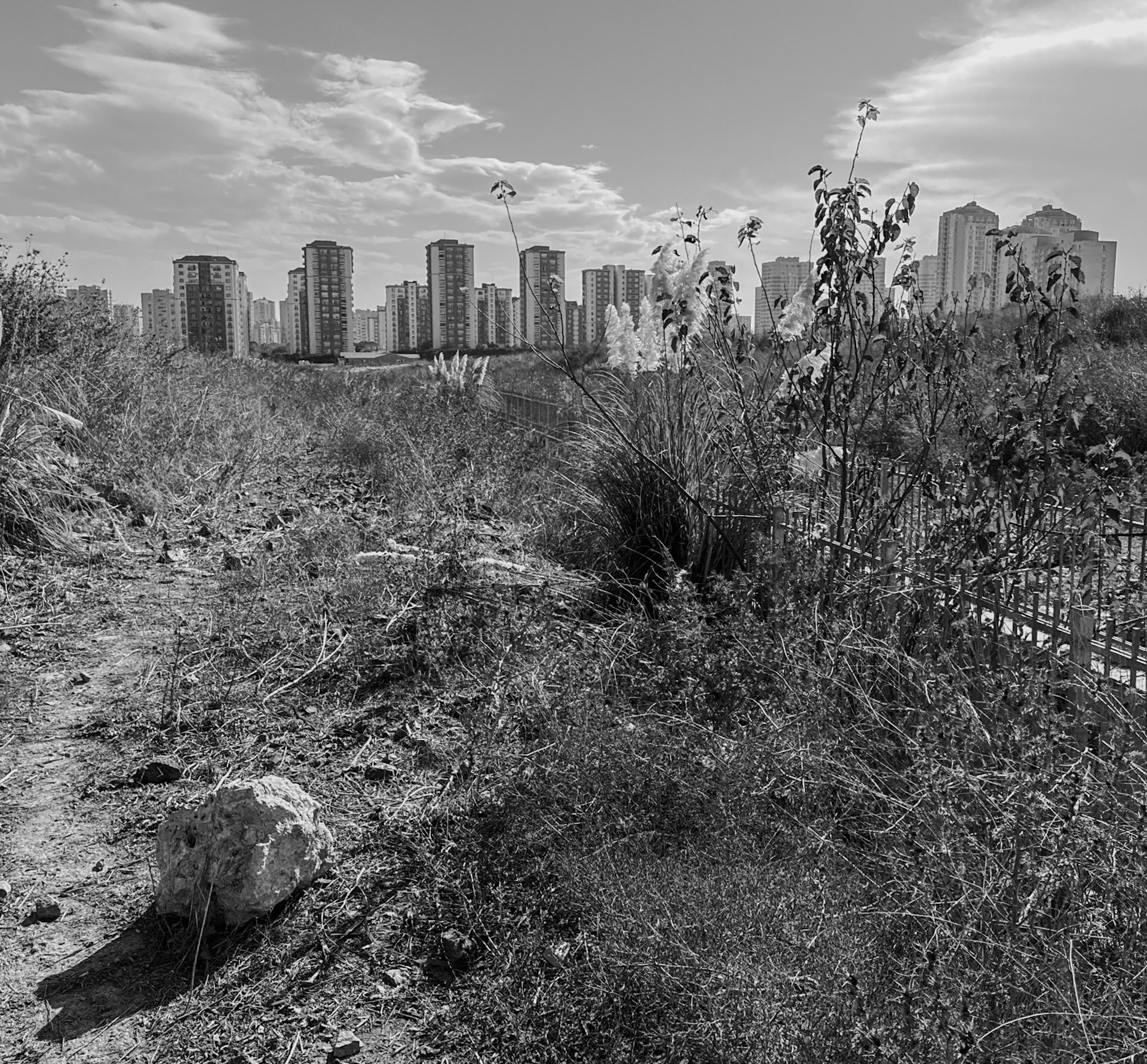 Şahintepe wastelands: pampas grass