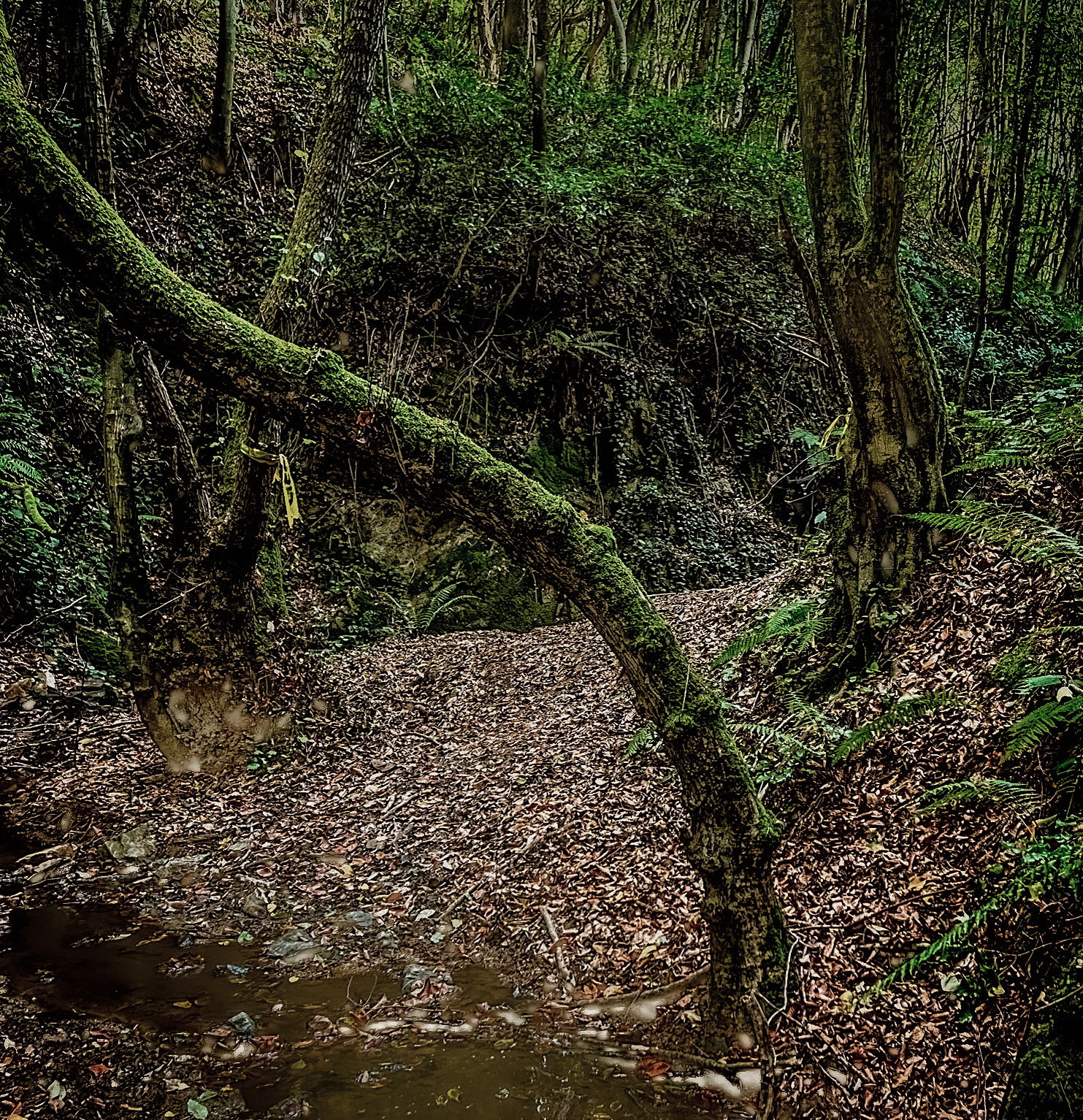 Zerzevat east streamwalk: stream and trees