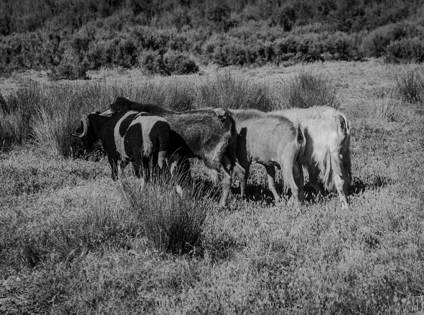 Köseler: goats and sheep