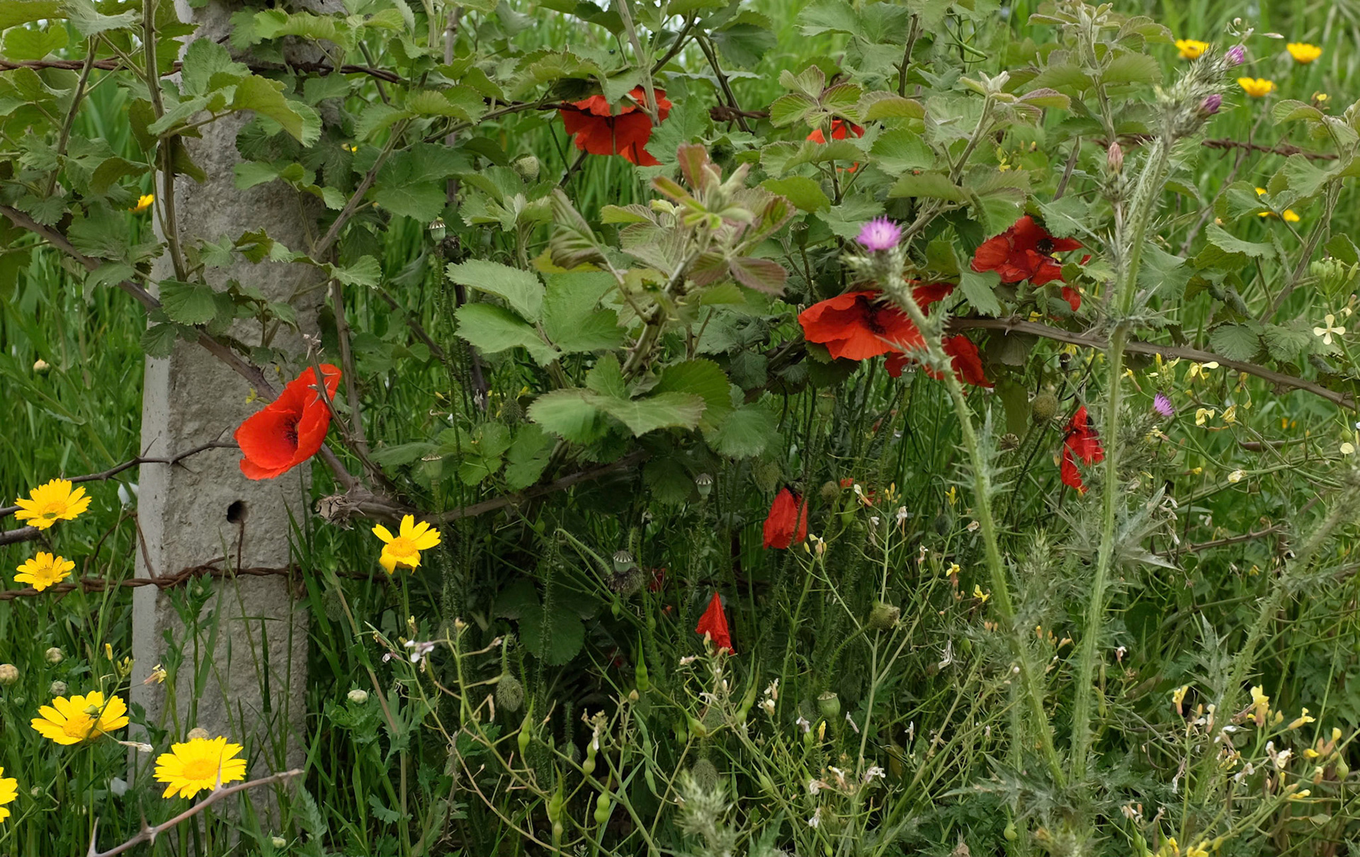 between Yeniköy (Black Sea) and Durusu: poppies  thistles and yellow flowers