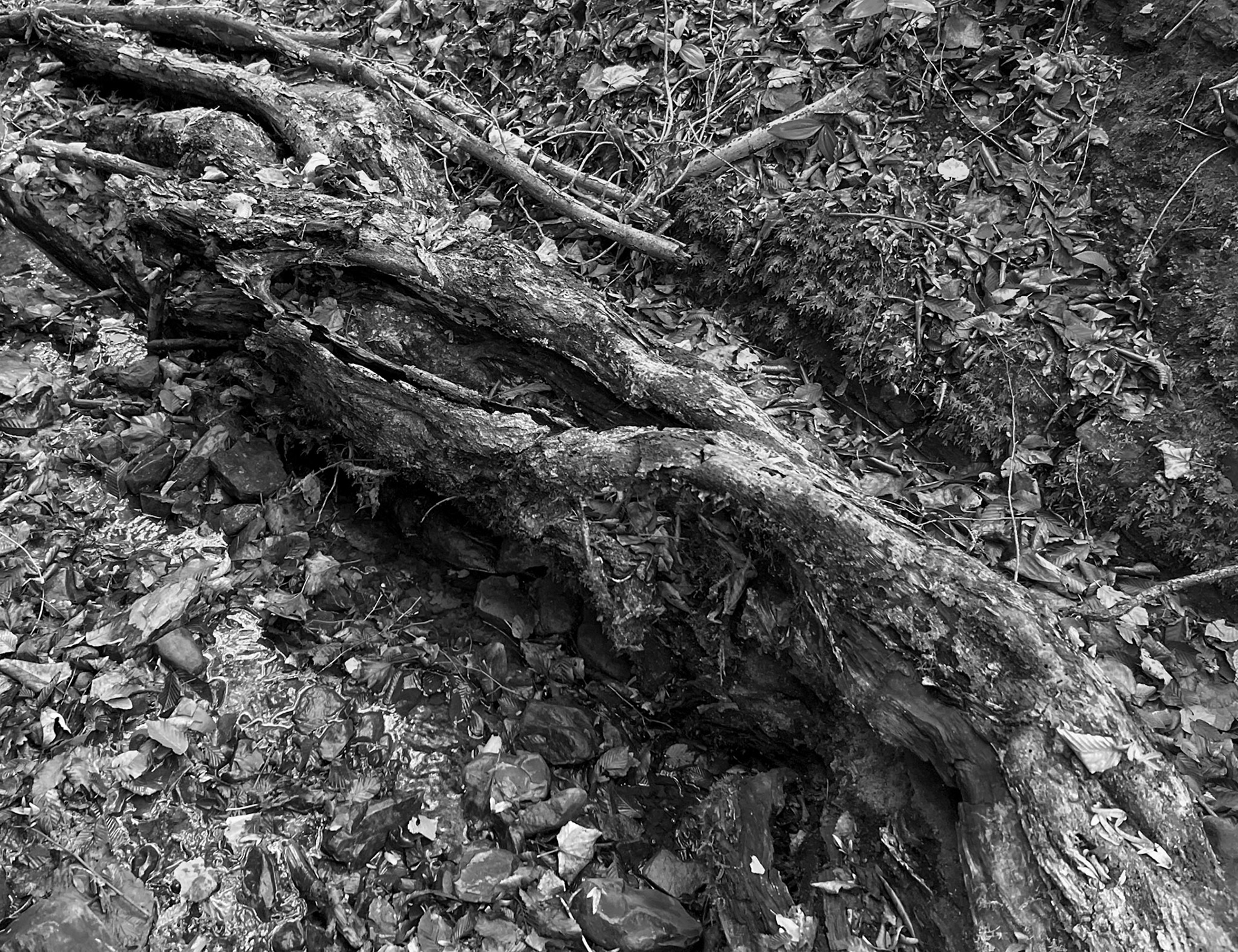 A Deǧirmen tributary streamwalk: wood