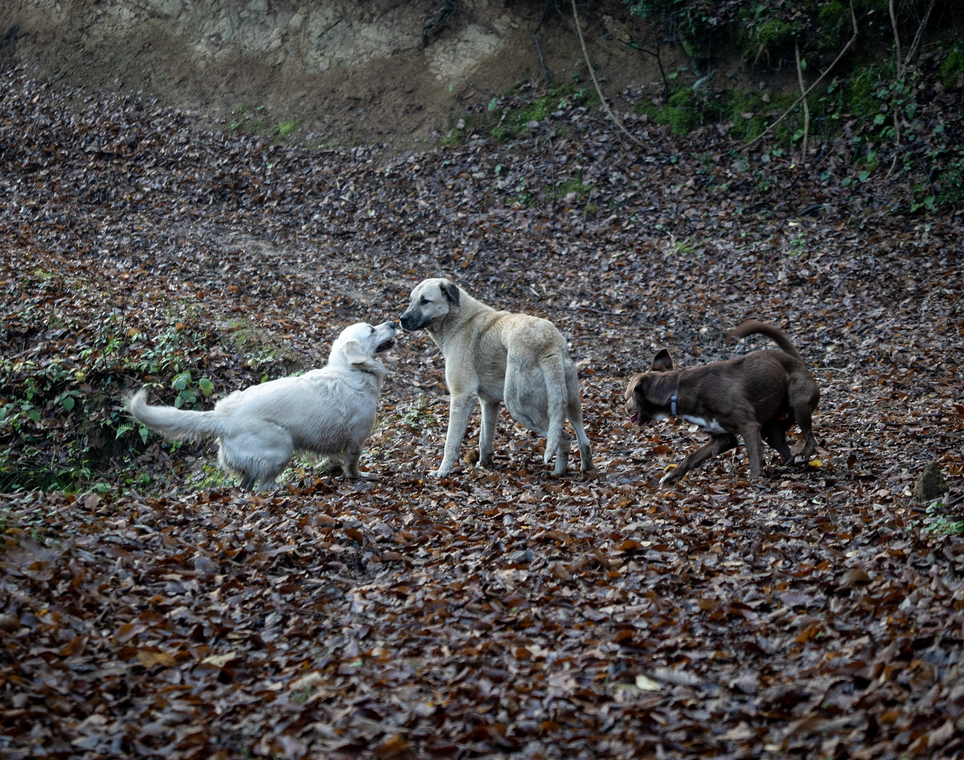 Bozhane forest: Lucia, Luka and a feral dog