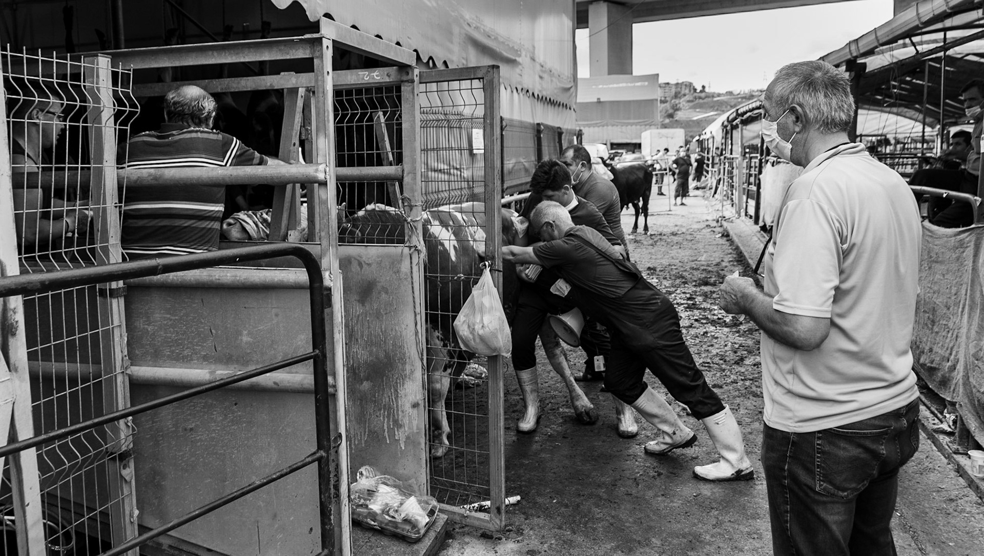 Alibeyköy Kurban Satış ve Kesim Alanı: bull being pushed to slaughter