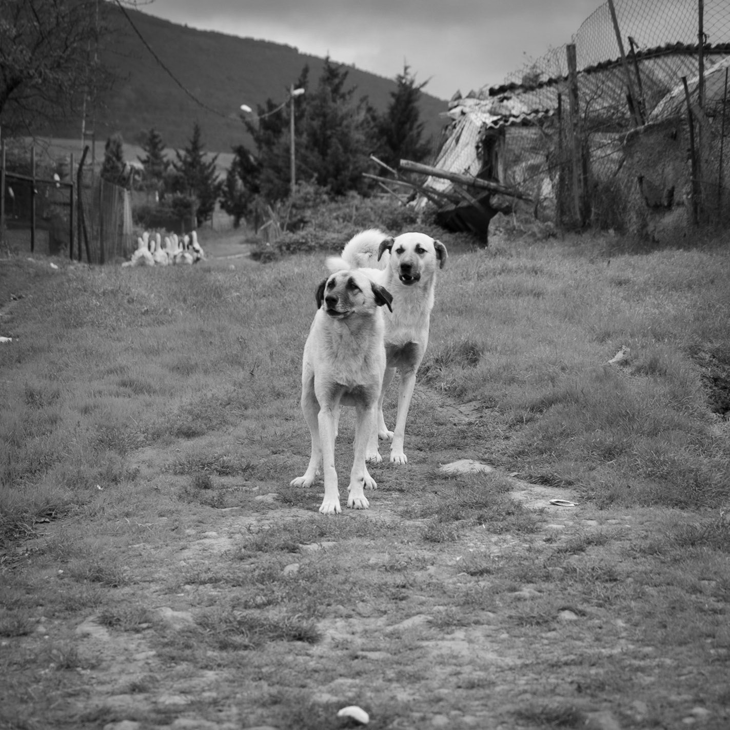 Nişantepe valley: farm dogs and geese