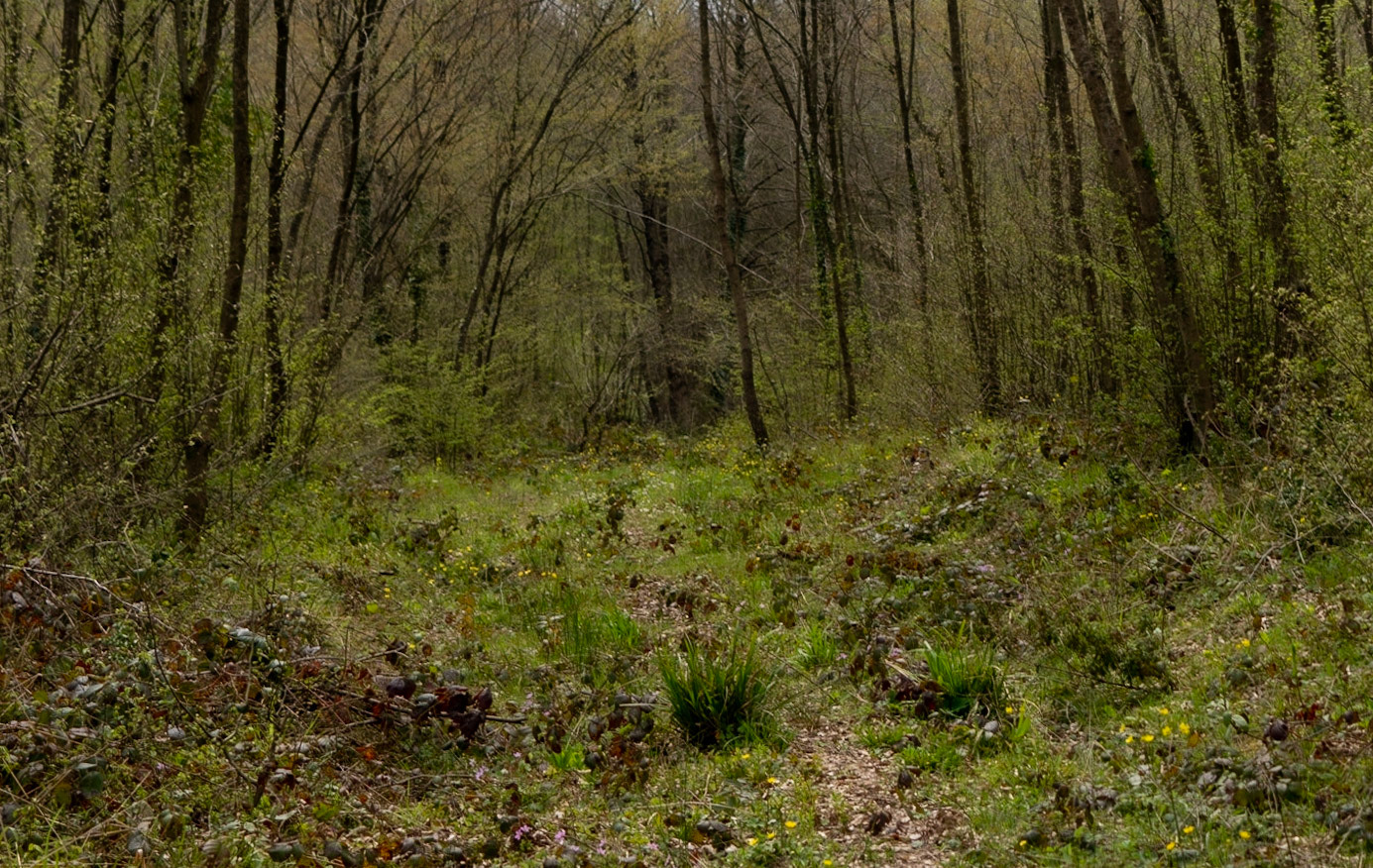 Deǧirmen’s western tributary stream valley: spring woodland