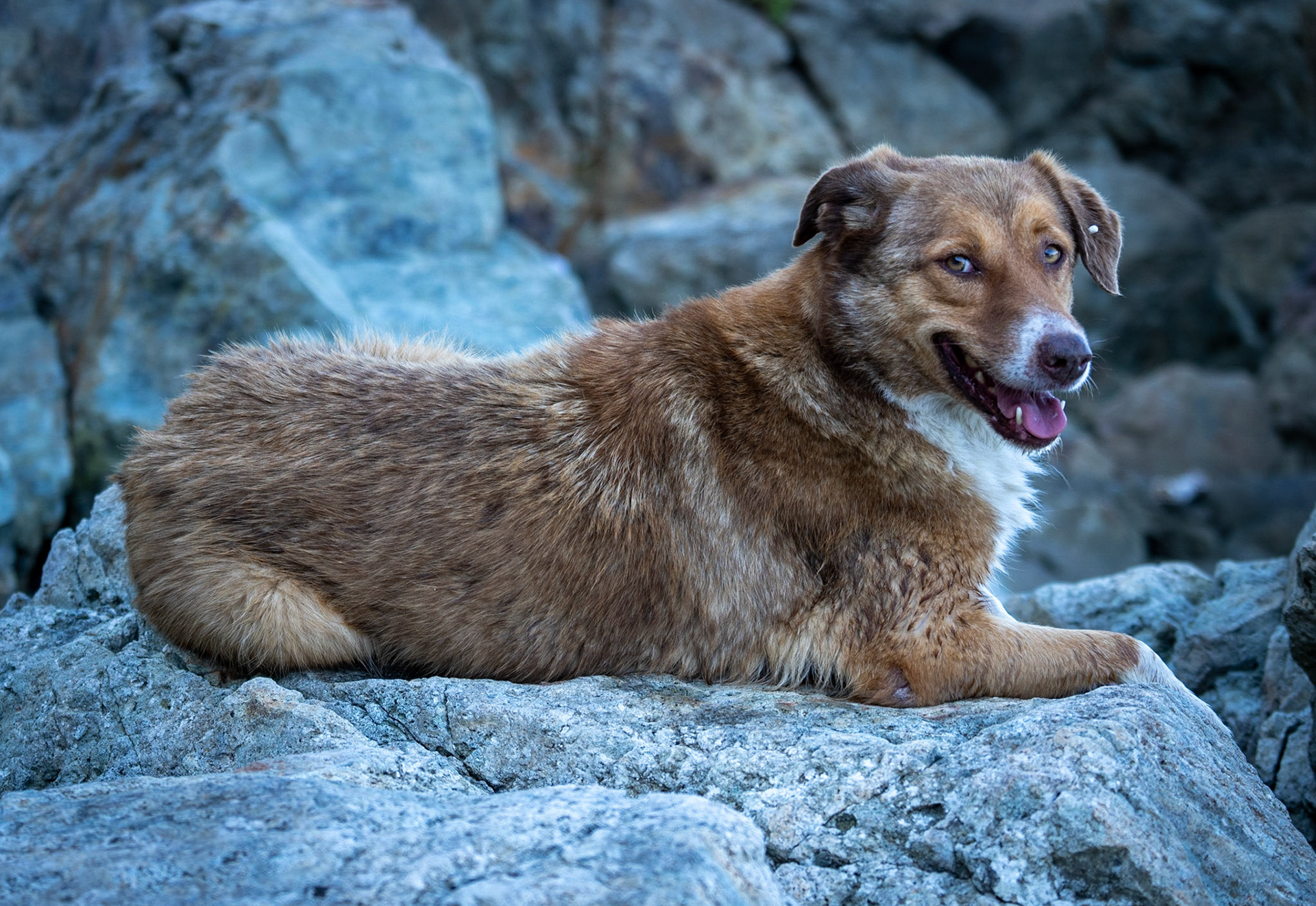 heading west along the Black Sea shore: daydog