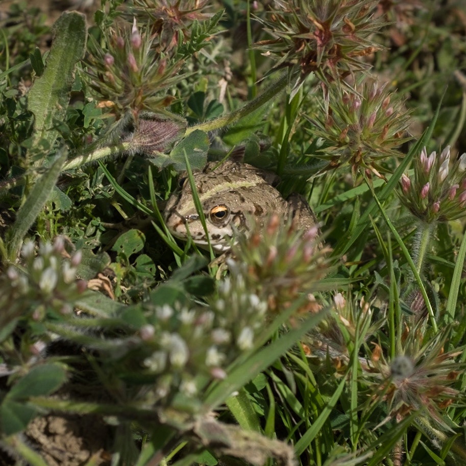 Yeniköy: a frog in the abandoned opencast mine-workings; this picture says it all for me