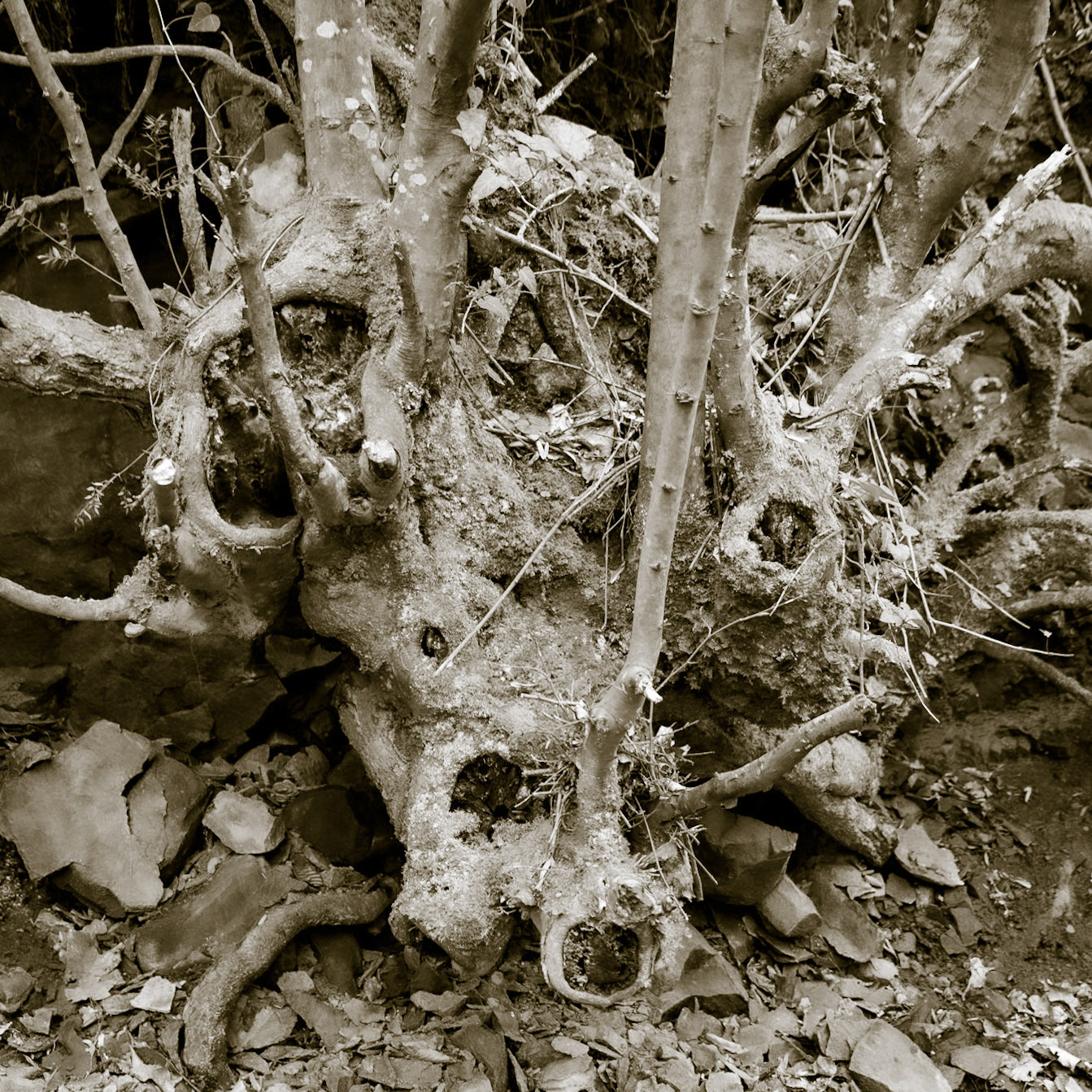 between Öǧümce and the motorway: a zoomorphic old tree by the stream we follow (perhaps a boar transformed into a tree by displeased elves)