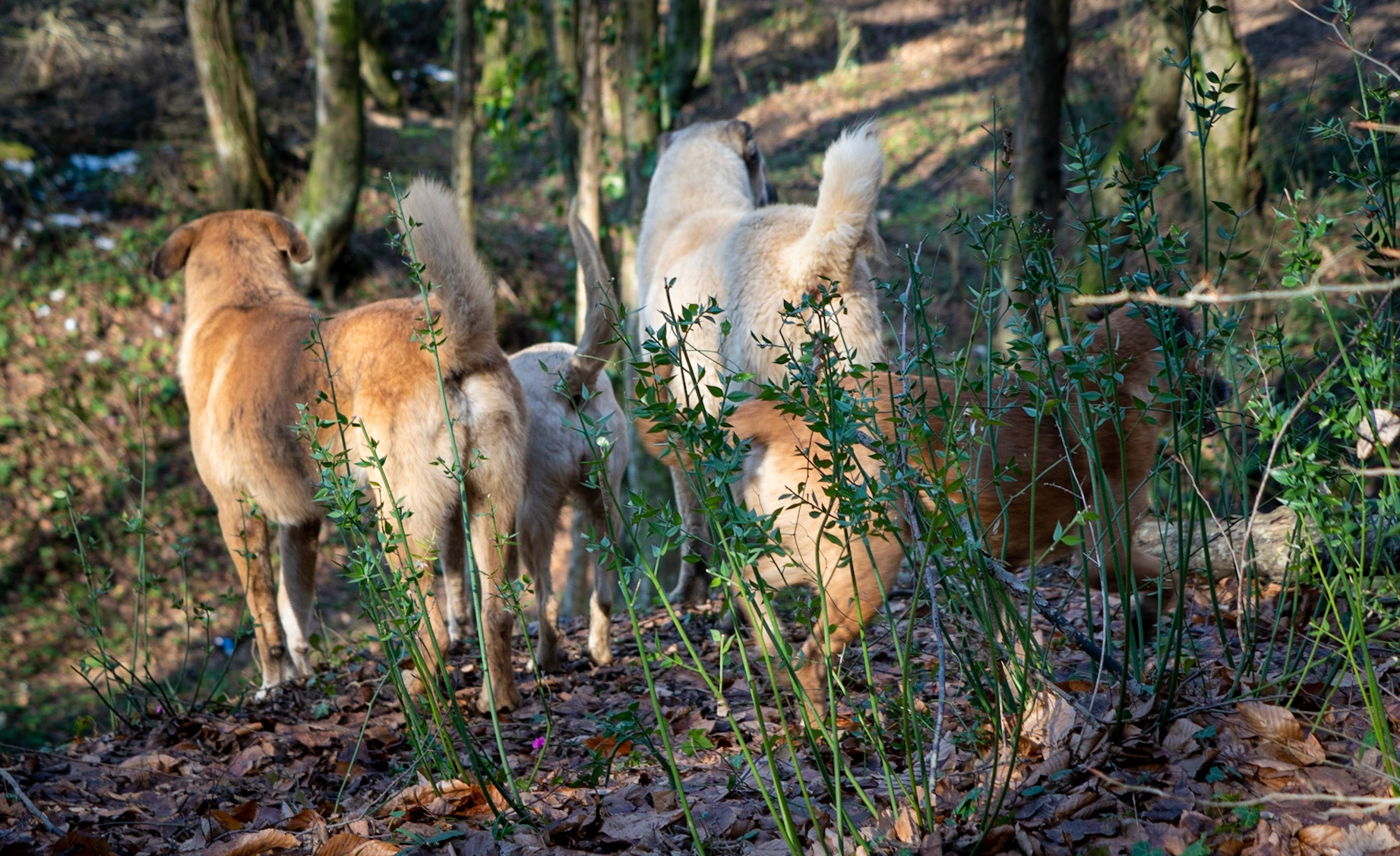 between Cumhuriyet and Polonezköy: four day-dogs and four tails