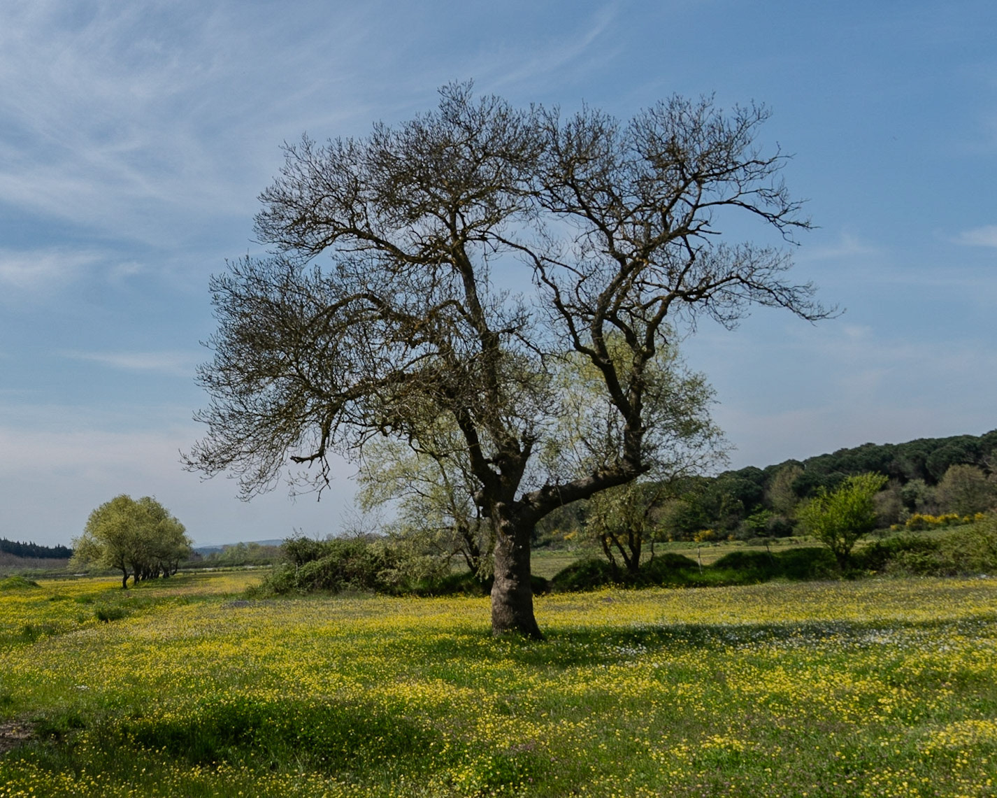 the first Sazlıdere flower meadow: a solitary tree in spring