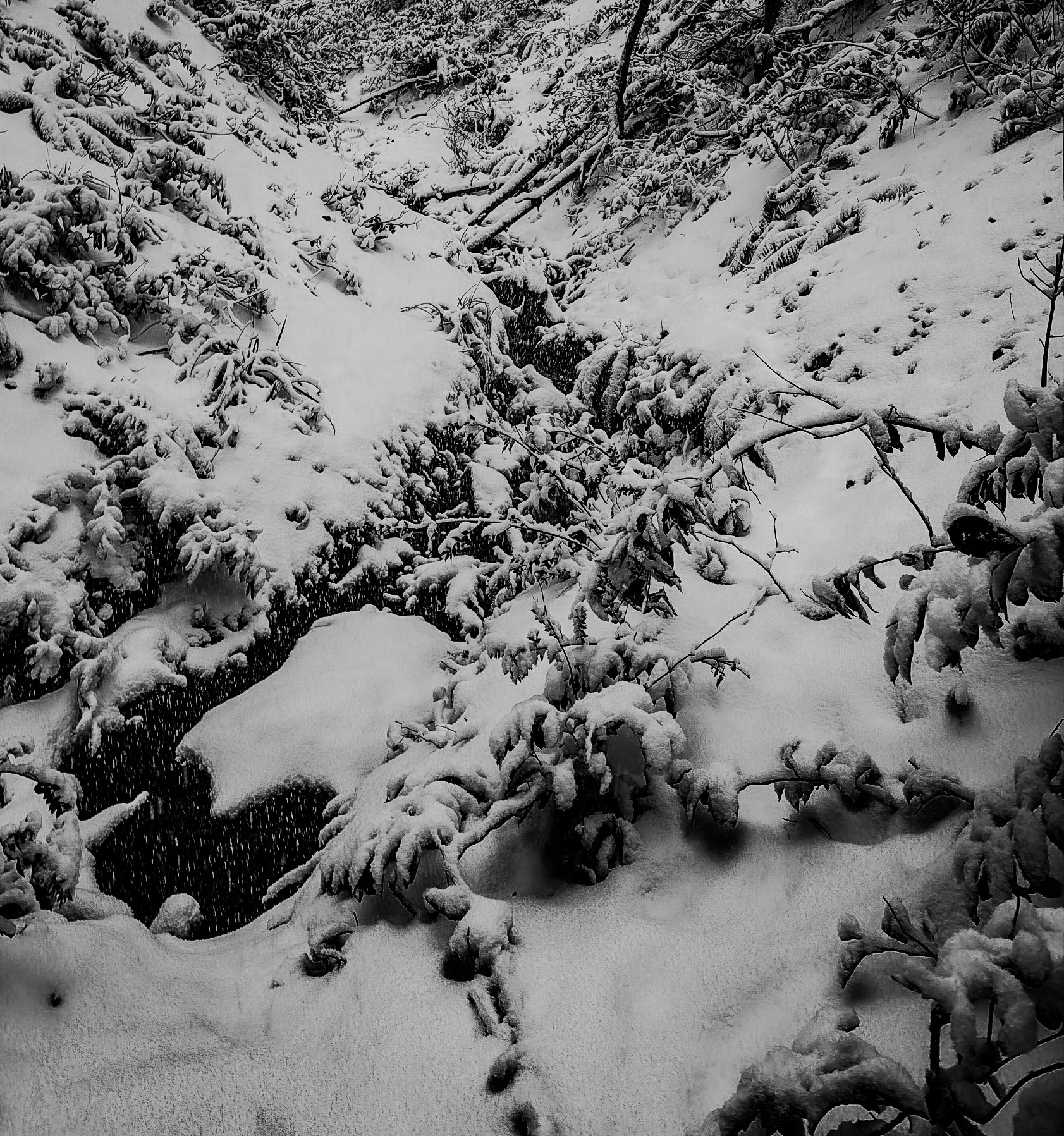 NW Zekeriyaköy streamwalk: it's snowing!