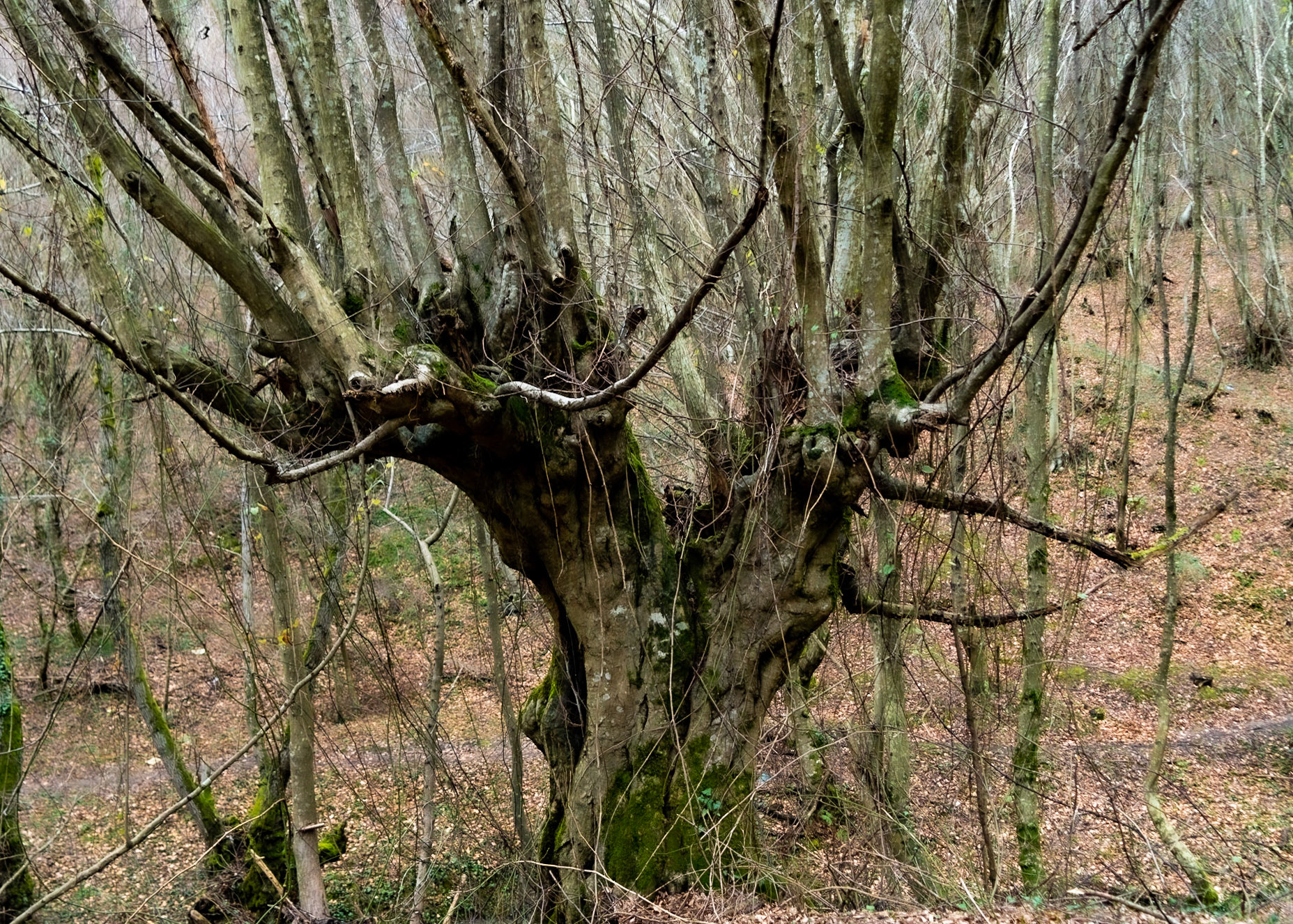 Kozu Deresi valleys: old tree