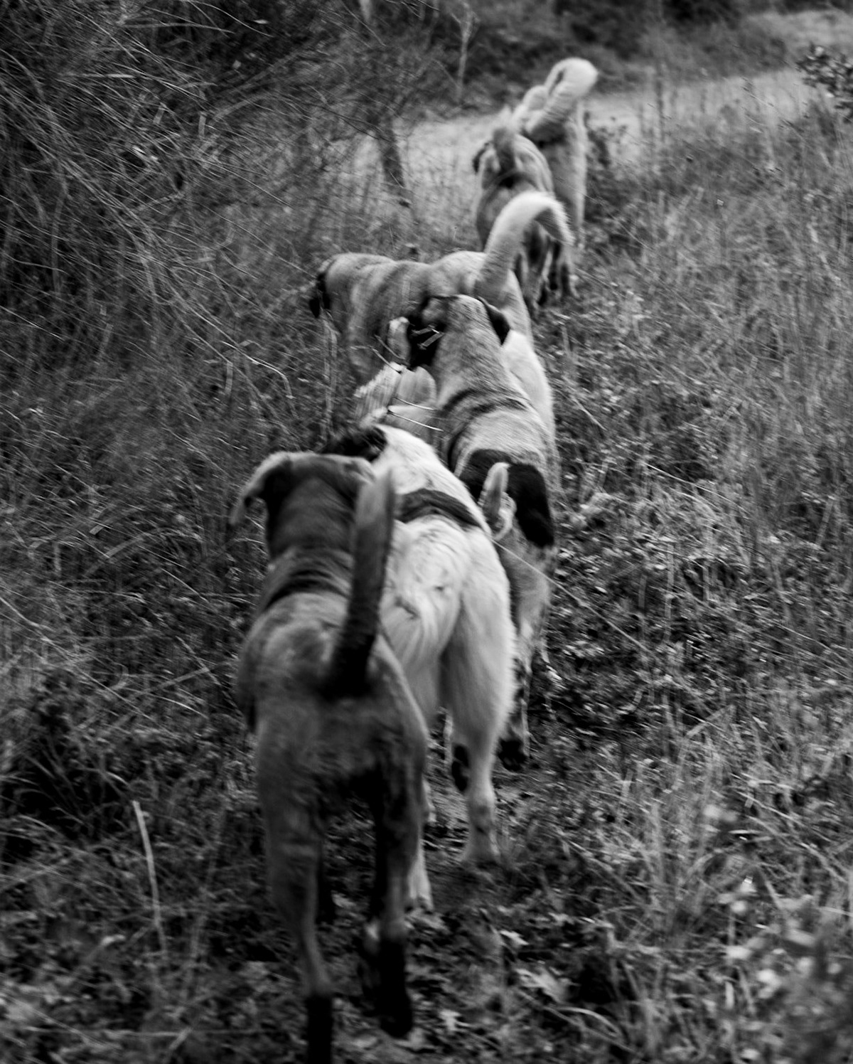 between Kılıçlı and İshaklı: line of leading dogs