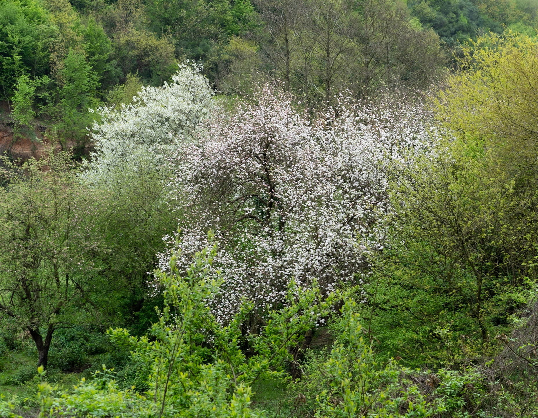 between Bozhane and Kılıçlı Köyü: white blossom