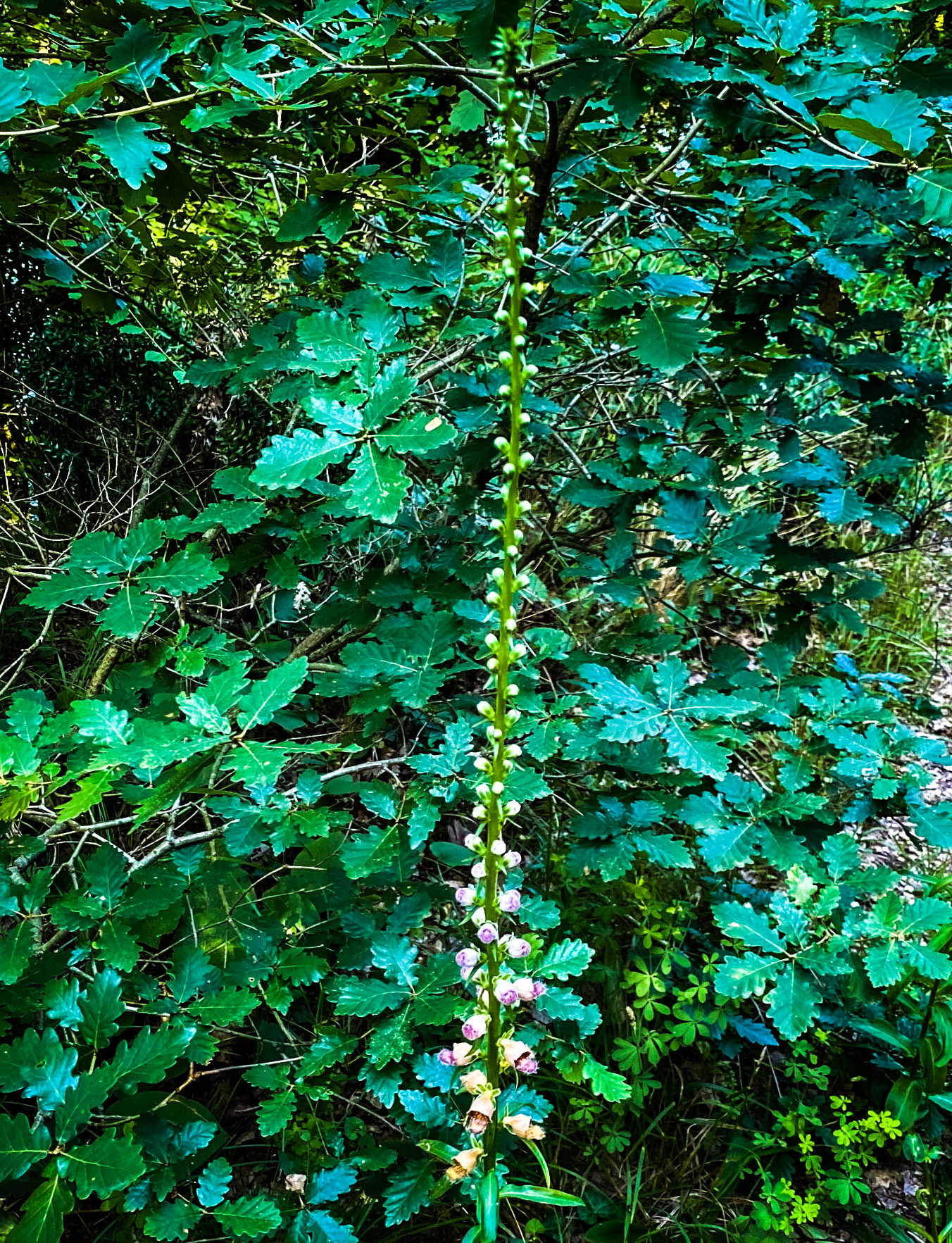 Kanlı reservoir: hollyhock