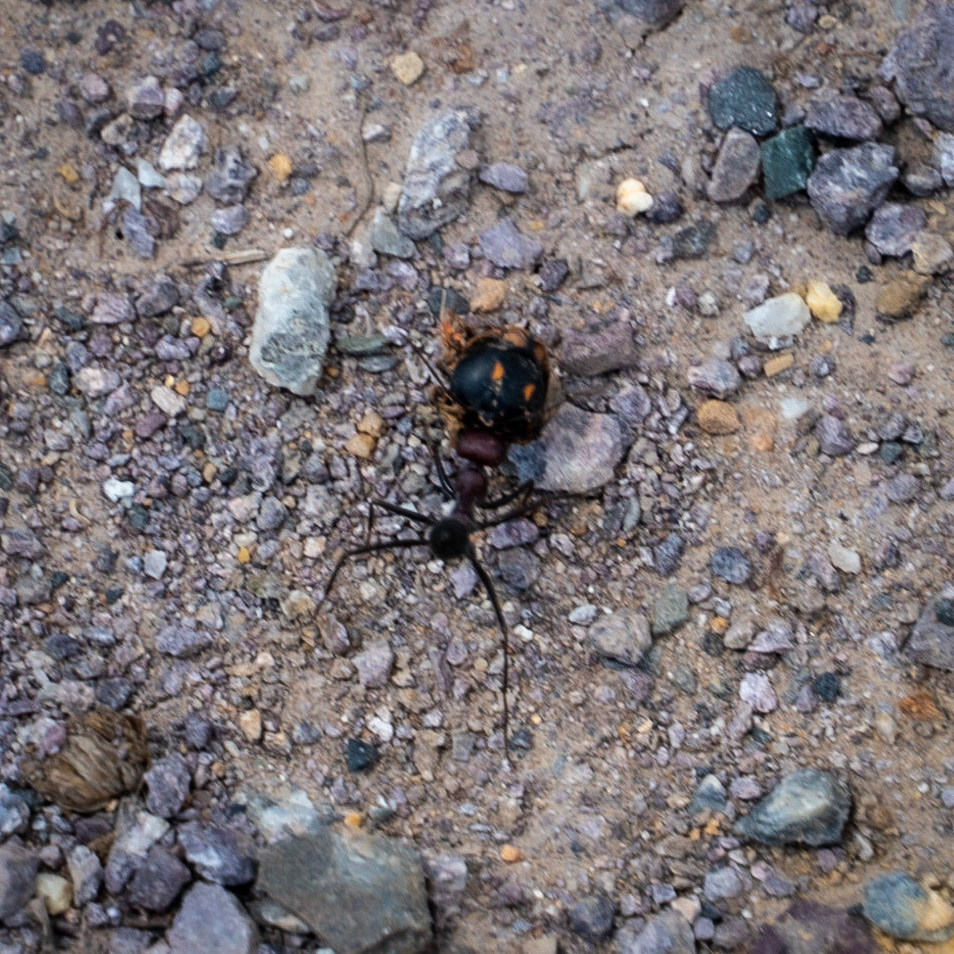 Çayǧız Deresi: a large ant with something in its mouth