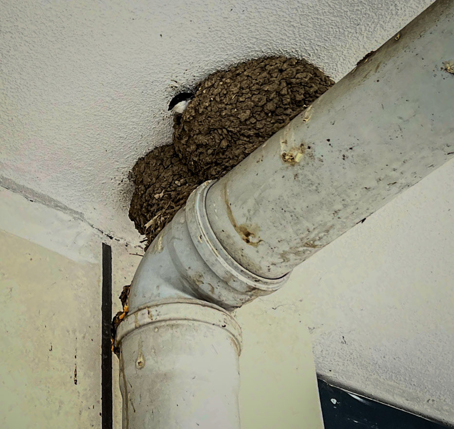 Alibahadır: birds' nest and chick (a swallow?)