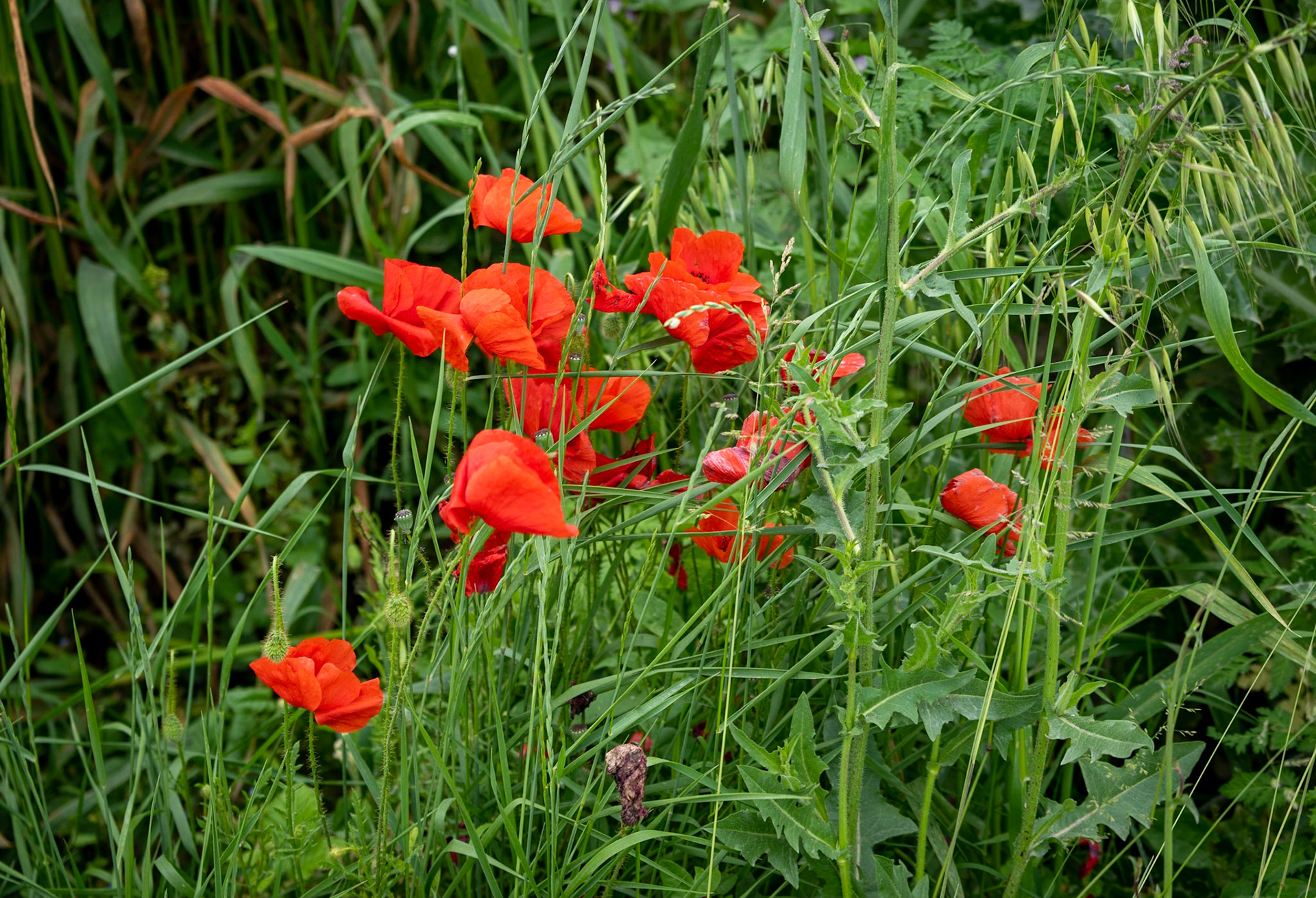 between Sazlıbosna and Sazlıdere reservoir: poppies