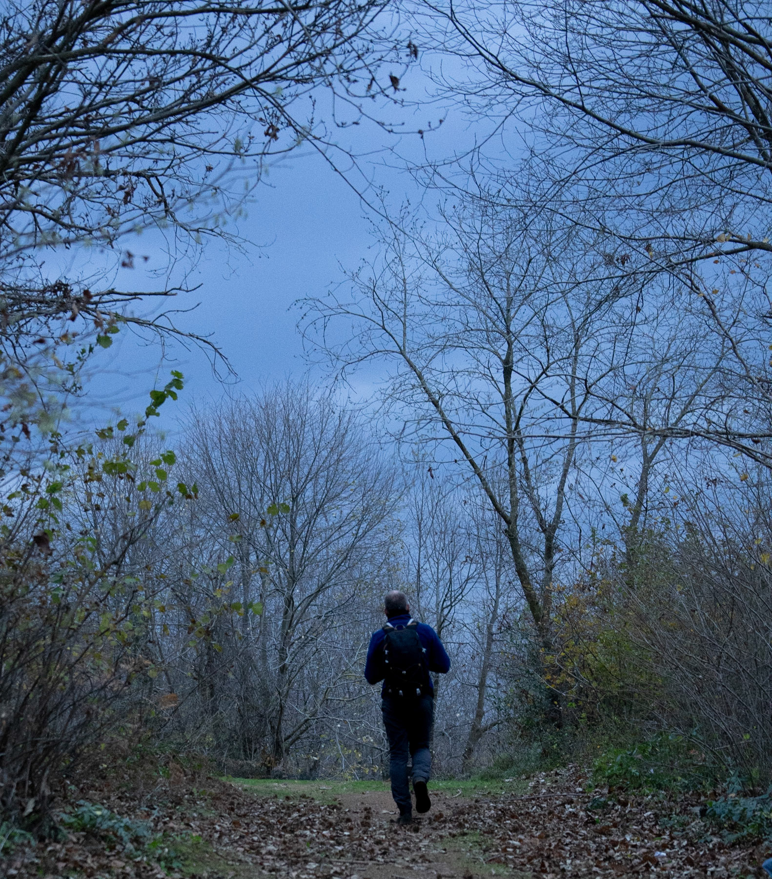Akbaba old woods: Alp