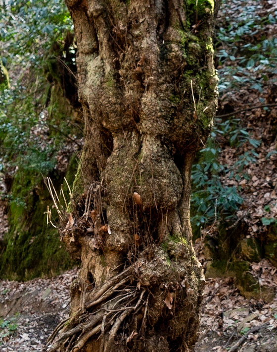 Zerzevat stream valley: old tree