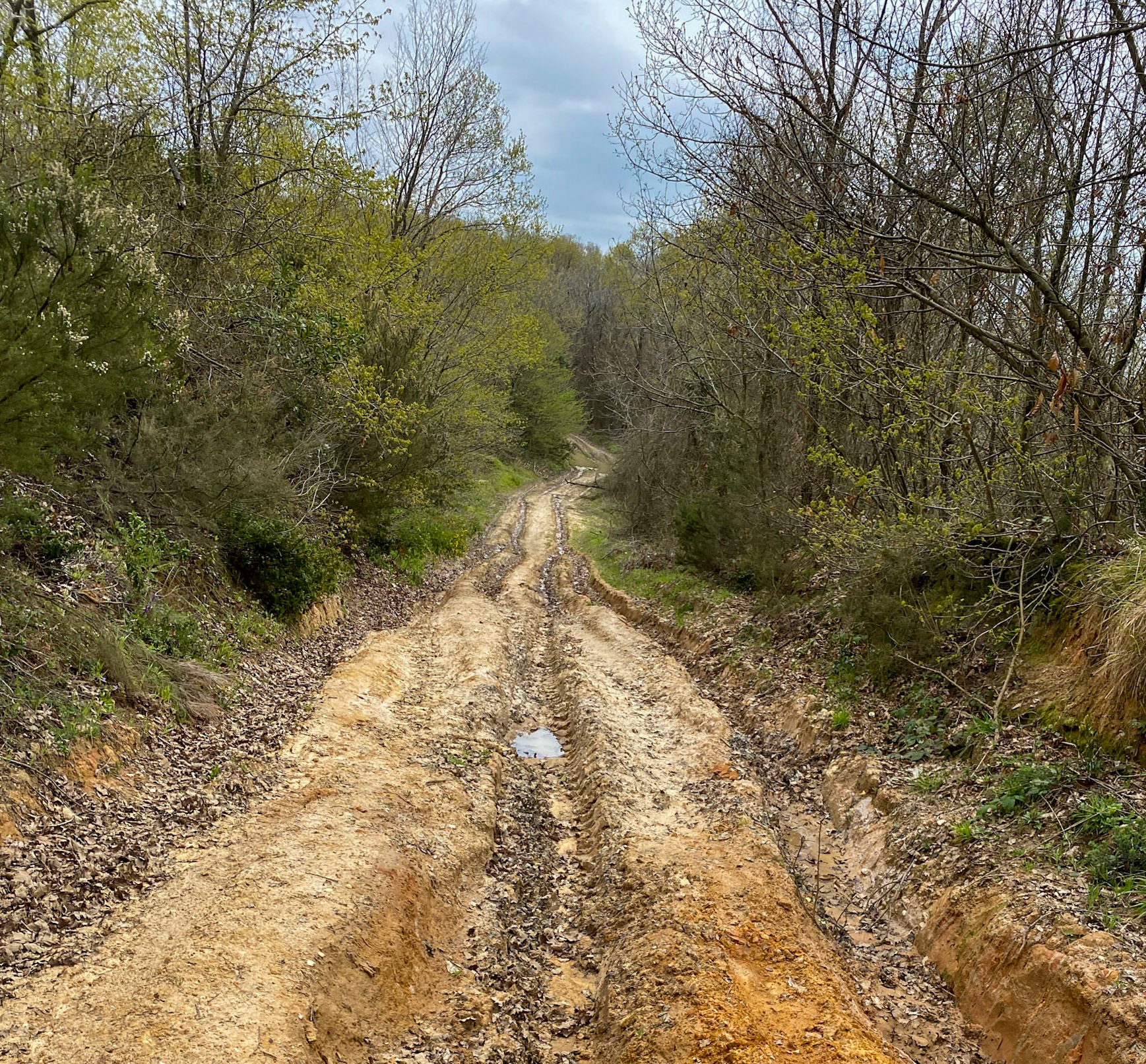 Paşamandıra woodland: track