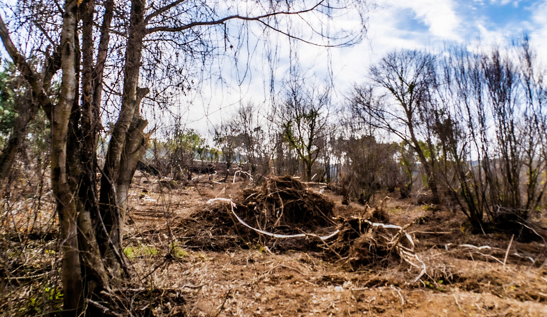 Kirazlı woods: recently demarcated and partly-cleared land