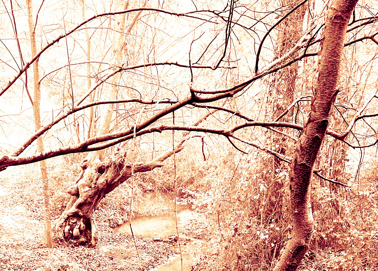 Bozhane forest: old tree by a stream