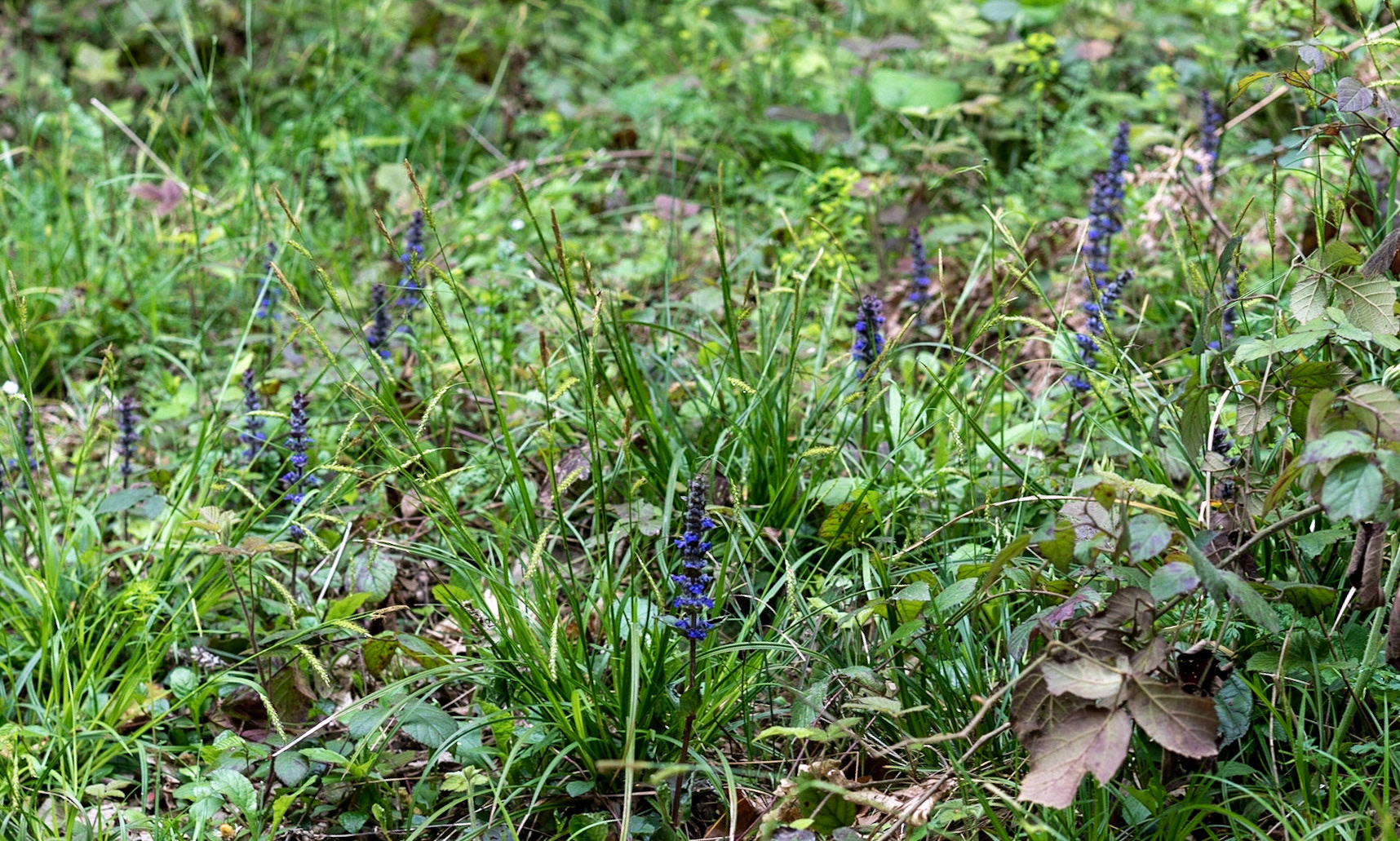 between Bozhane and Kılıçlı Köyü: blue flowers (what are they?)