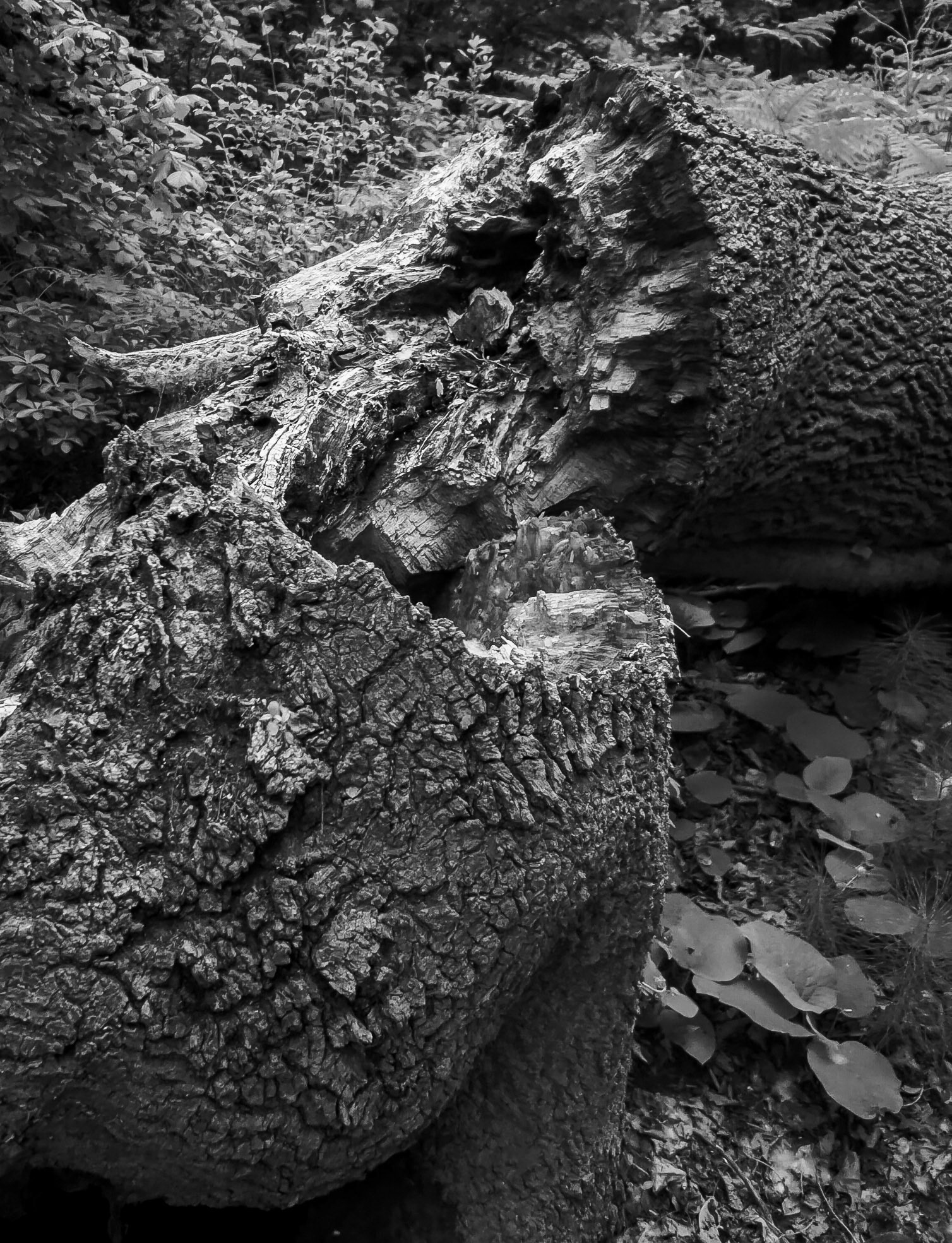 Riva SW forest: broken tree