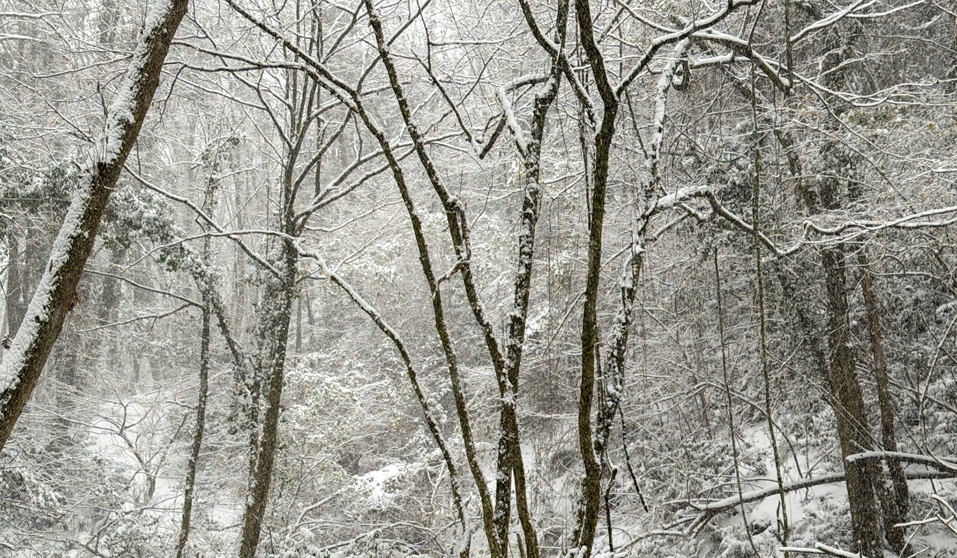 NW Zekeriyaköy forest: it's snowing!