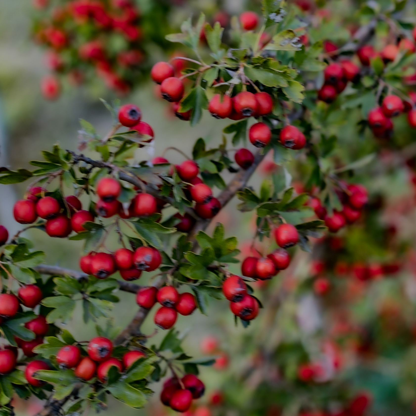 inside Istanbul University's agricultural faculty land: ripe fruits of the common hawthorn
