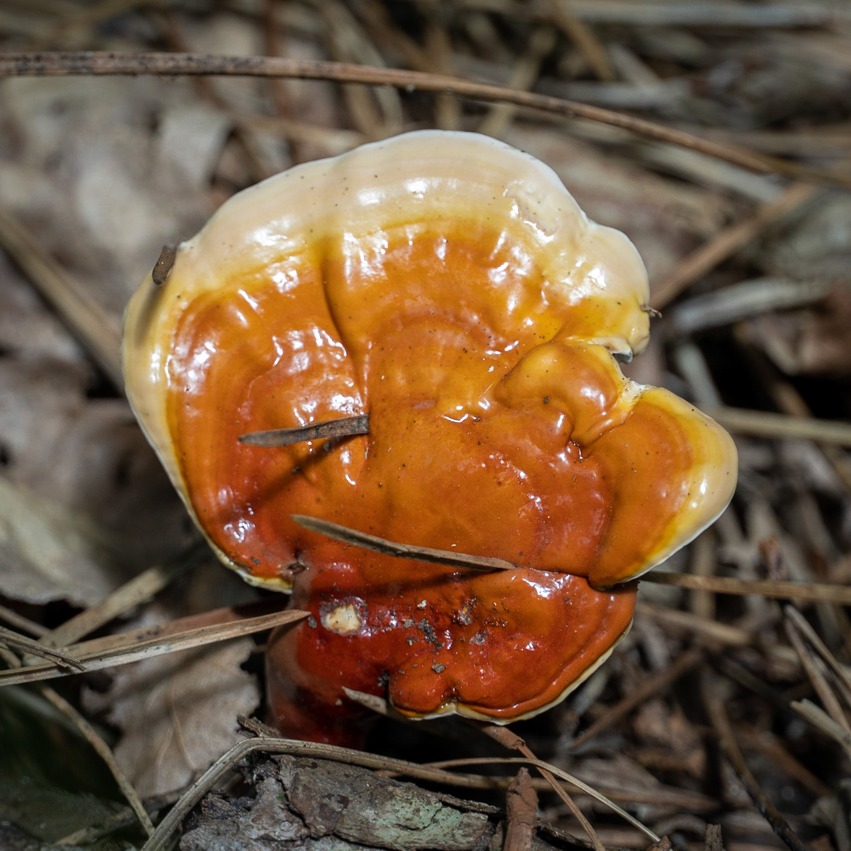 Kanlı forest: butter fungus