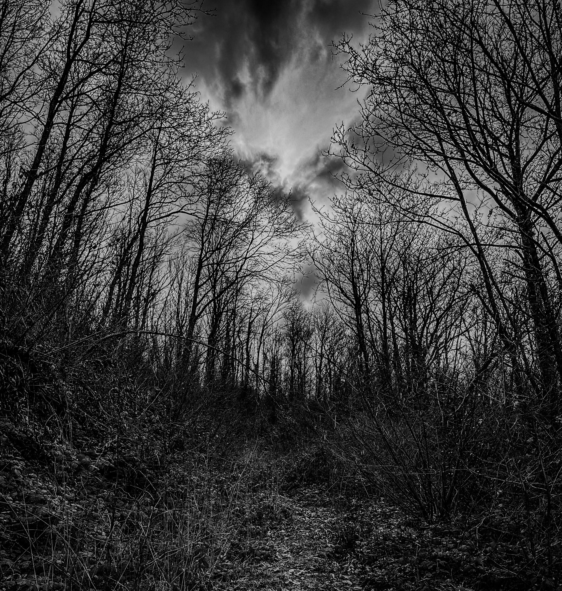 Kaymakdonduran wooded hill: late-winter trees