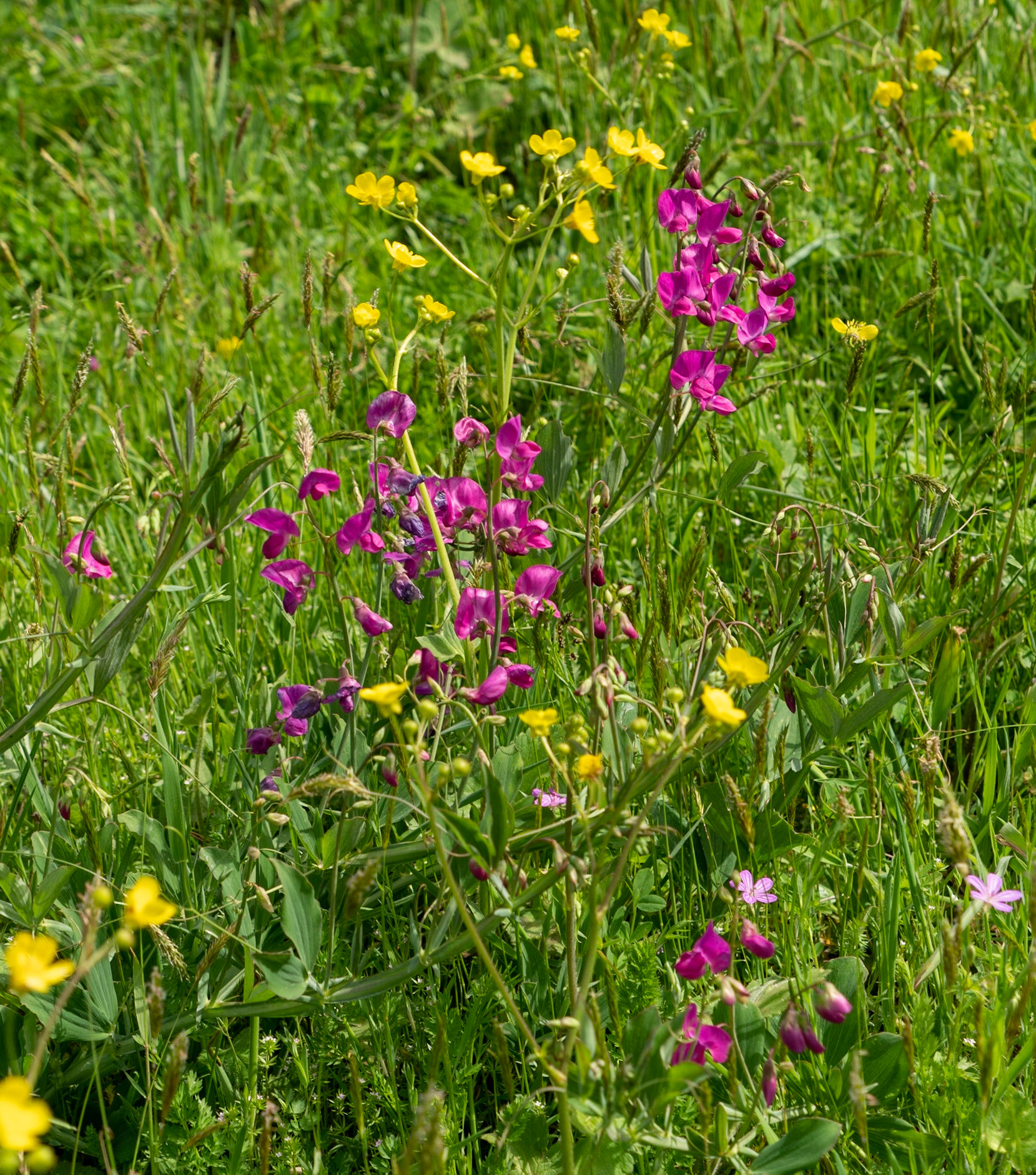 Polonezköy southern flower meadow: pink and yellow flowers