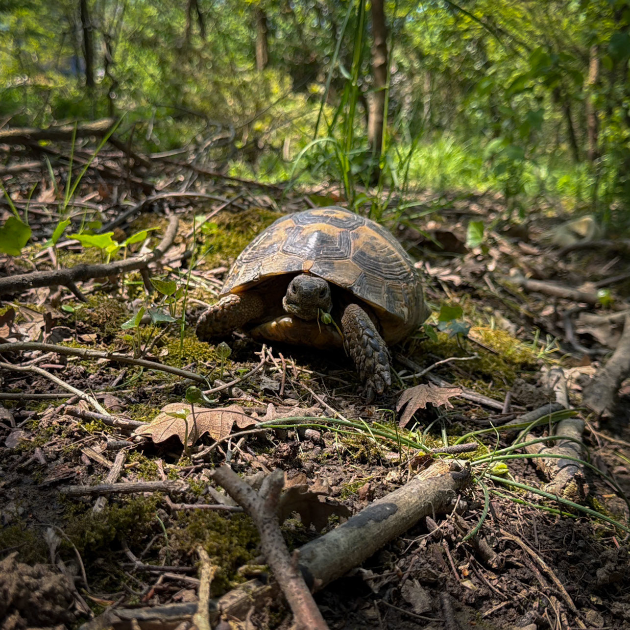 between Hüseyinli village and western farm: tortoise