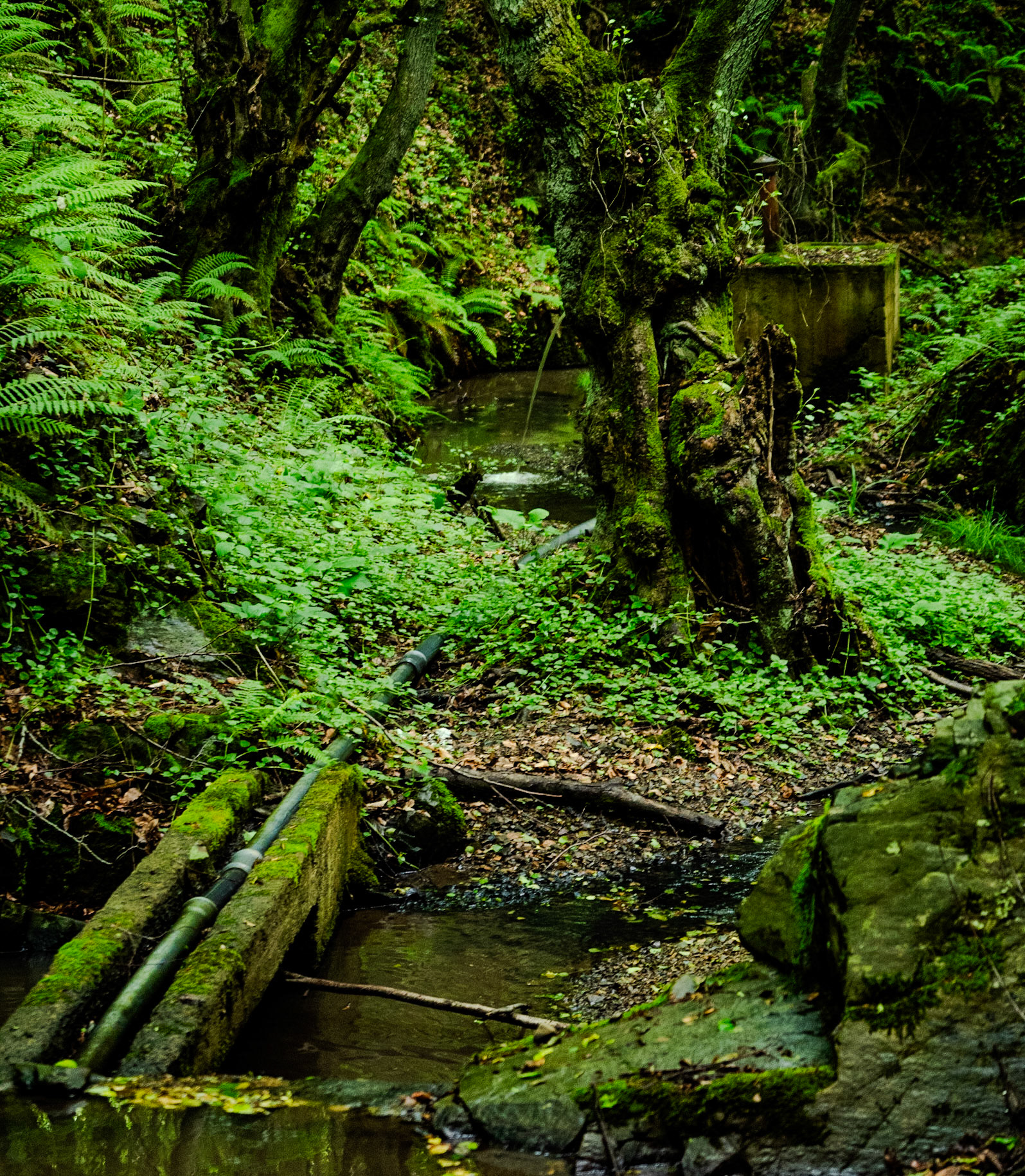 Zerzevatçı streamwalk: small weir (?)