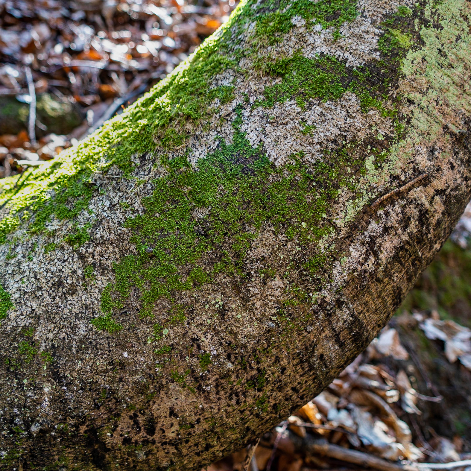 Zerzevat stream valley: moss and lichen on a tree trunk