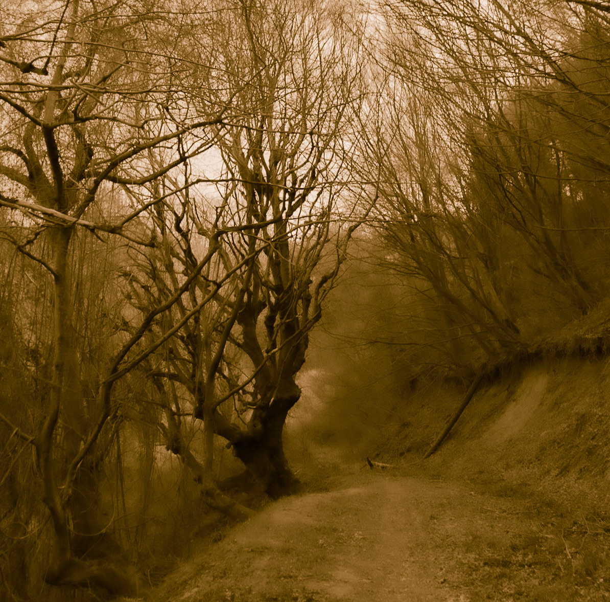 between Şamlar upper reservoir and Kayabaşı walking track: the old tree