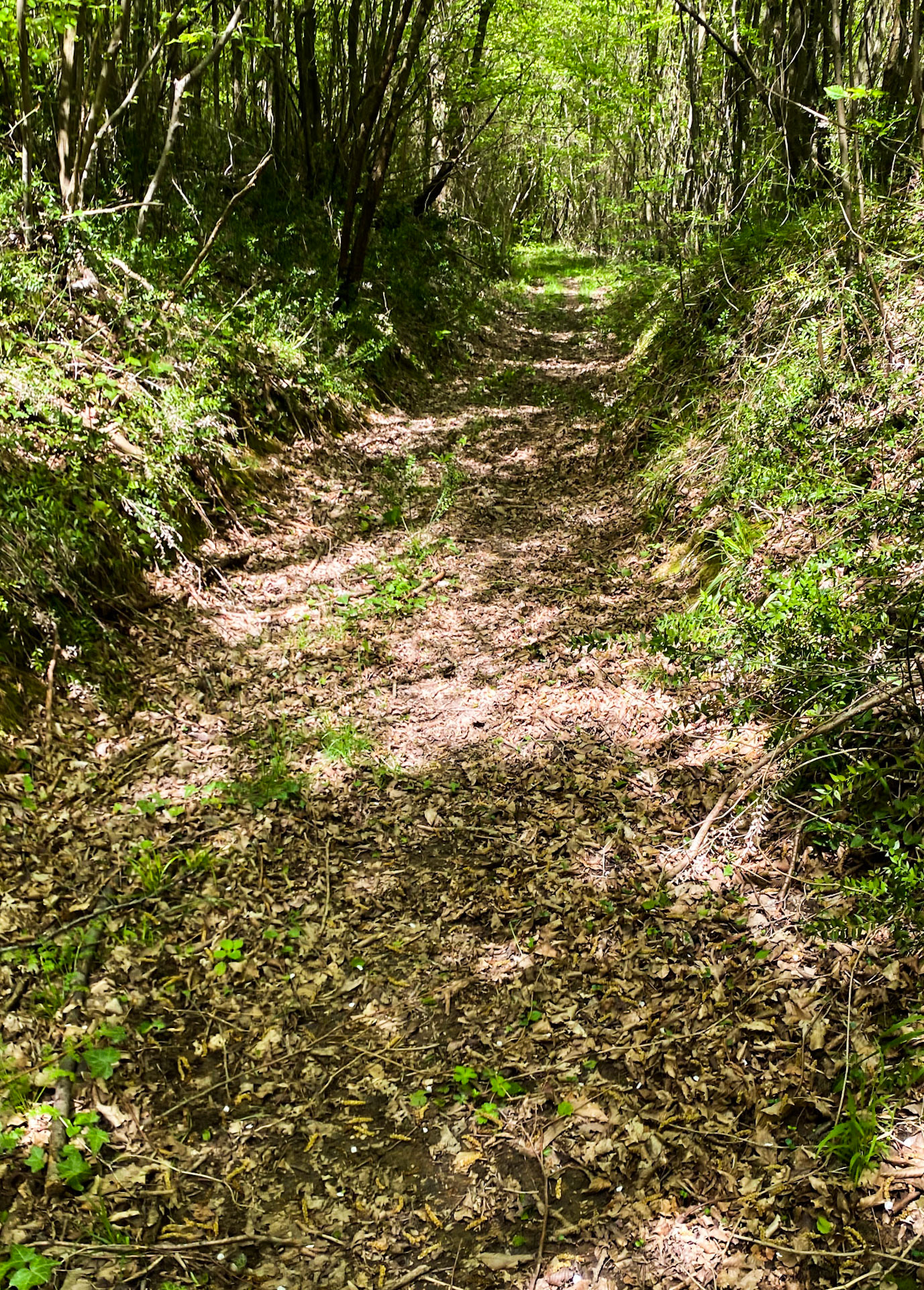 Polonezköy SW forest: leafy track