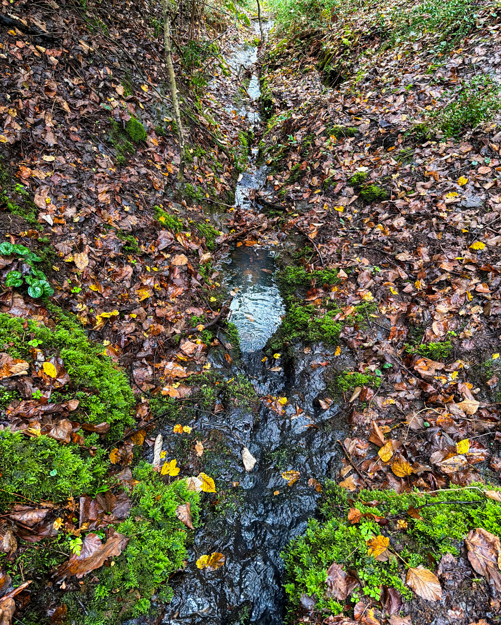 Ayhan Şahenk fores: leafy stream