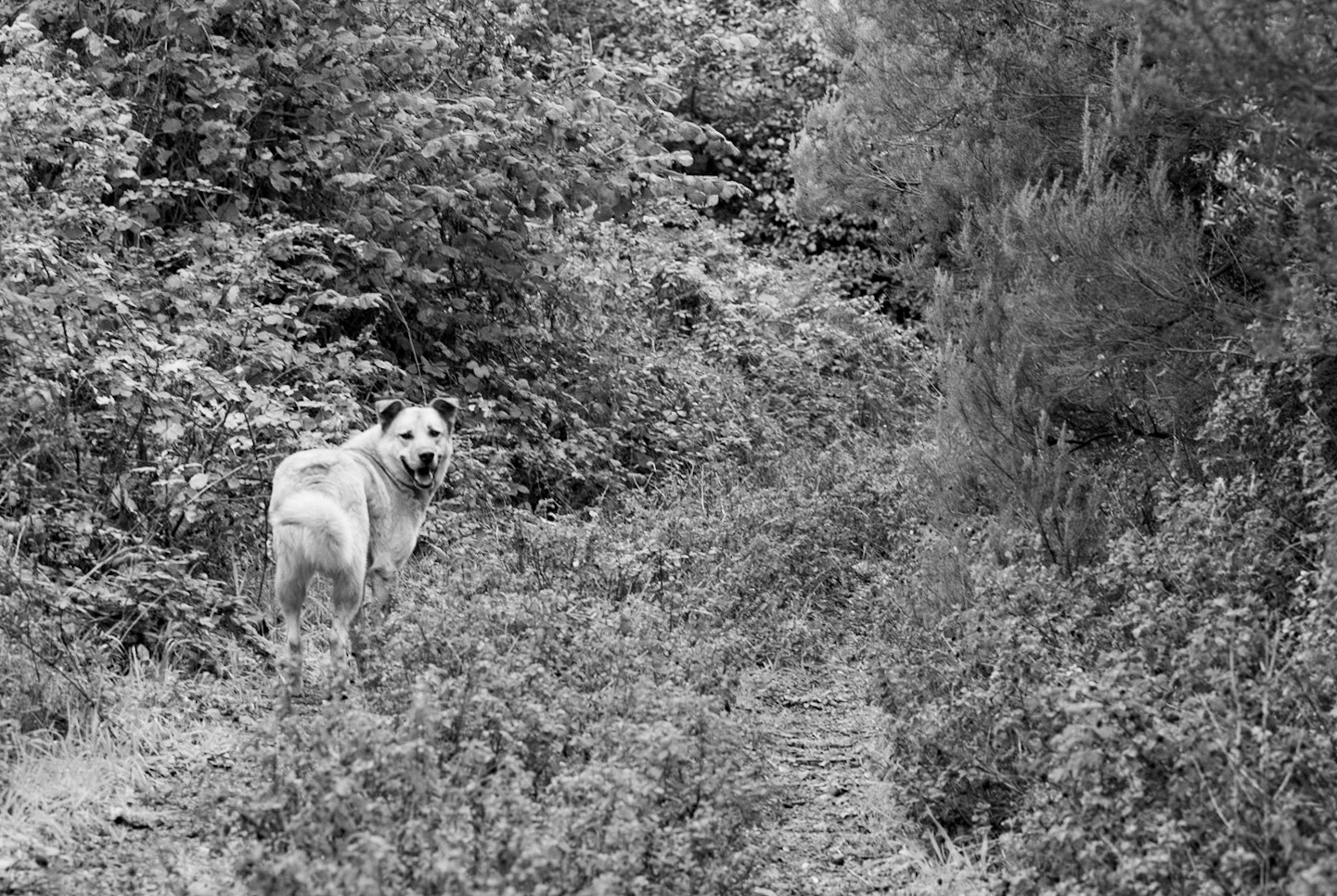 between Poyraz; and Anadolu Kavaǧı: our day-dog checks that we're really following
