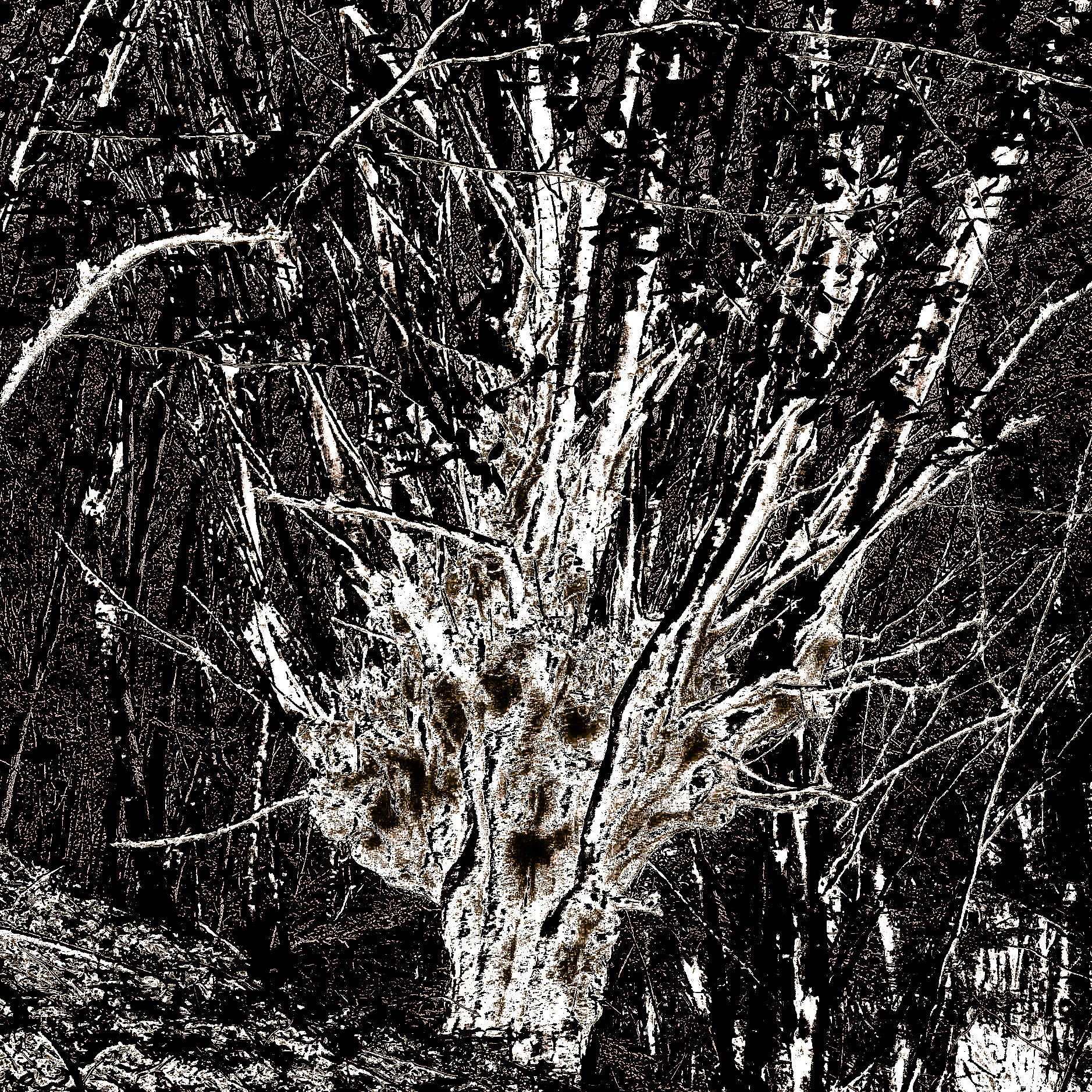 Zerzevat east streamwalk: old tree