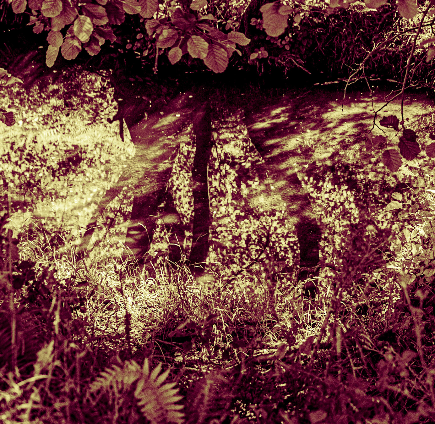 Ezili forest: arboreal reflections