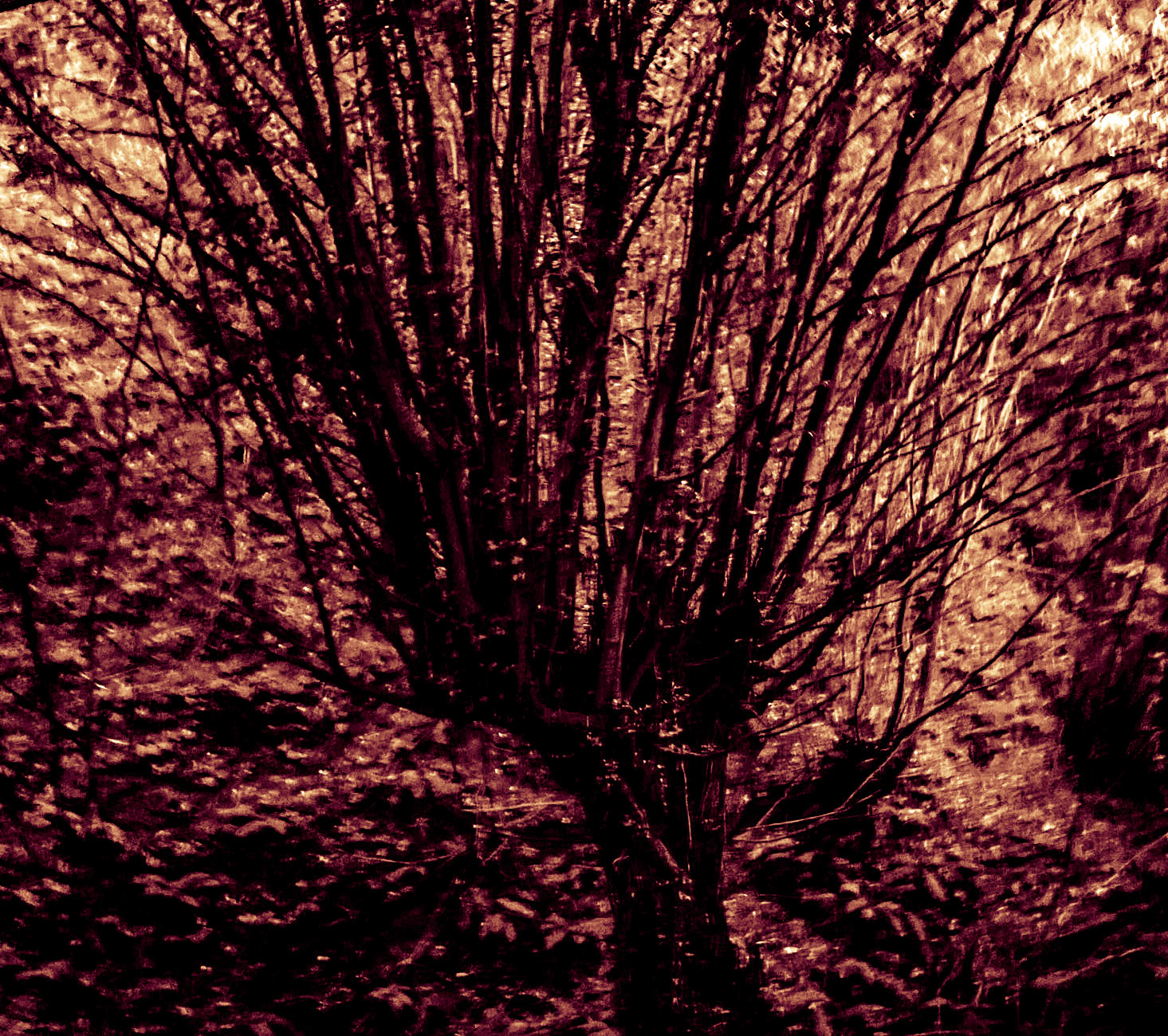 Kozlu stream: older tree