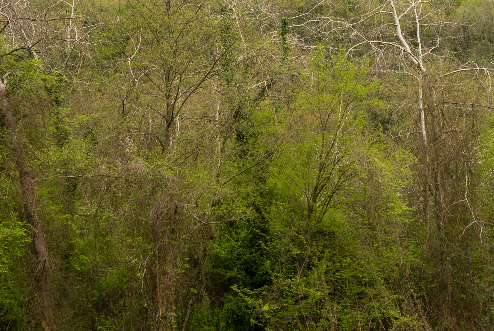 between Alemdaǧ and Reşadiye: Spring trees