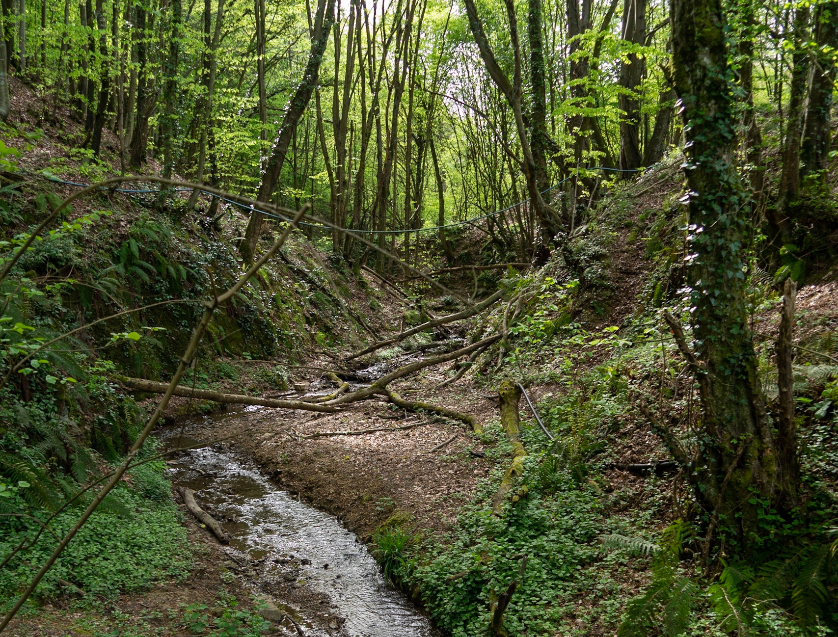 Polonezköy northern forest: stream bed