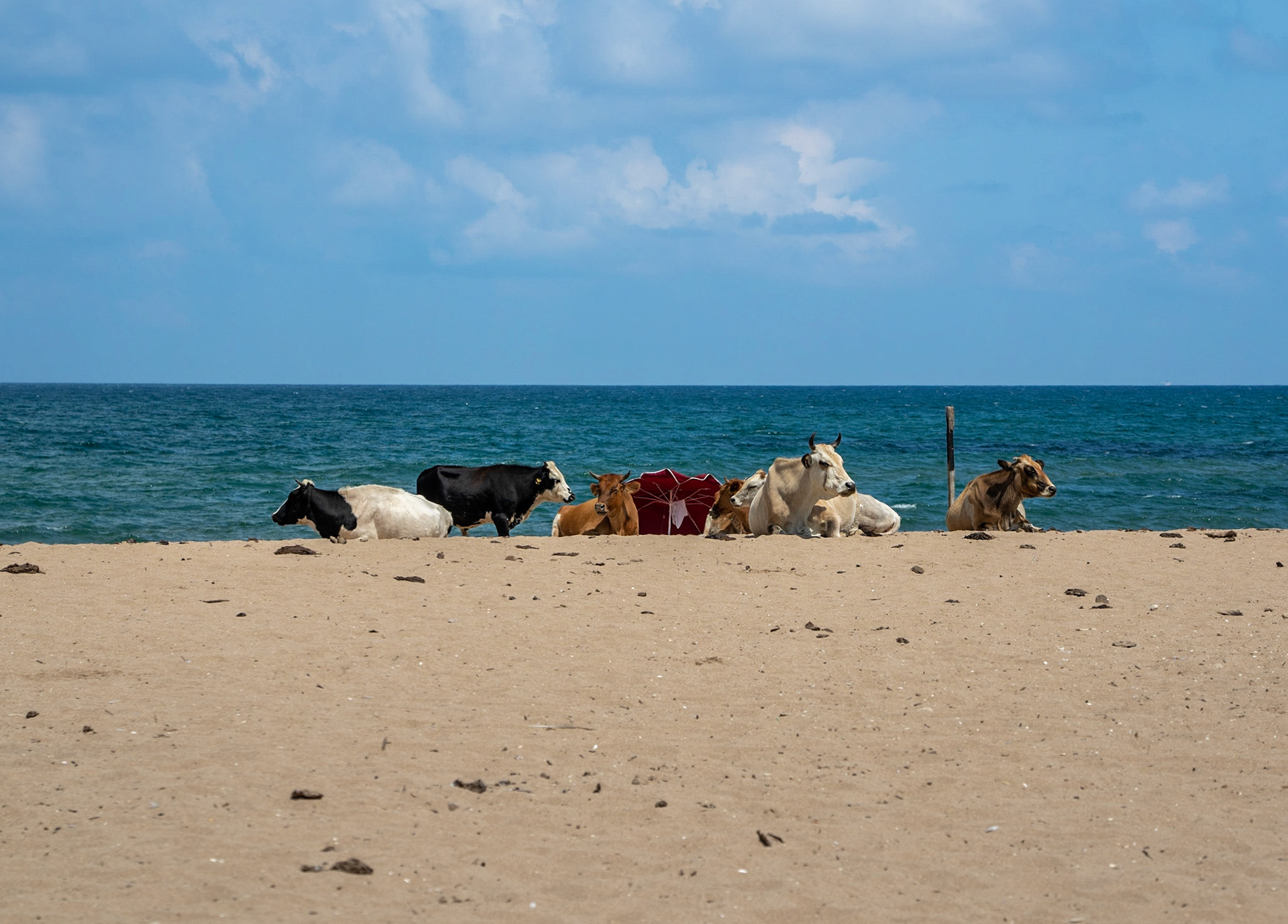 between Kurna fishing hamlet and the Kurna quarry: bovine beachbums