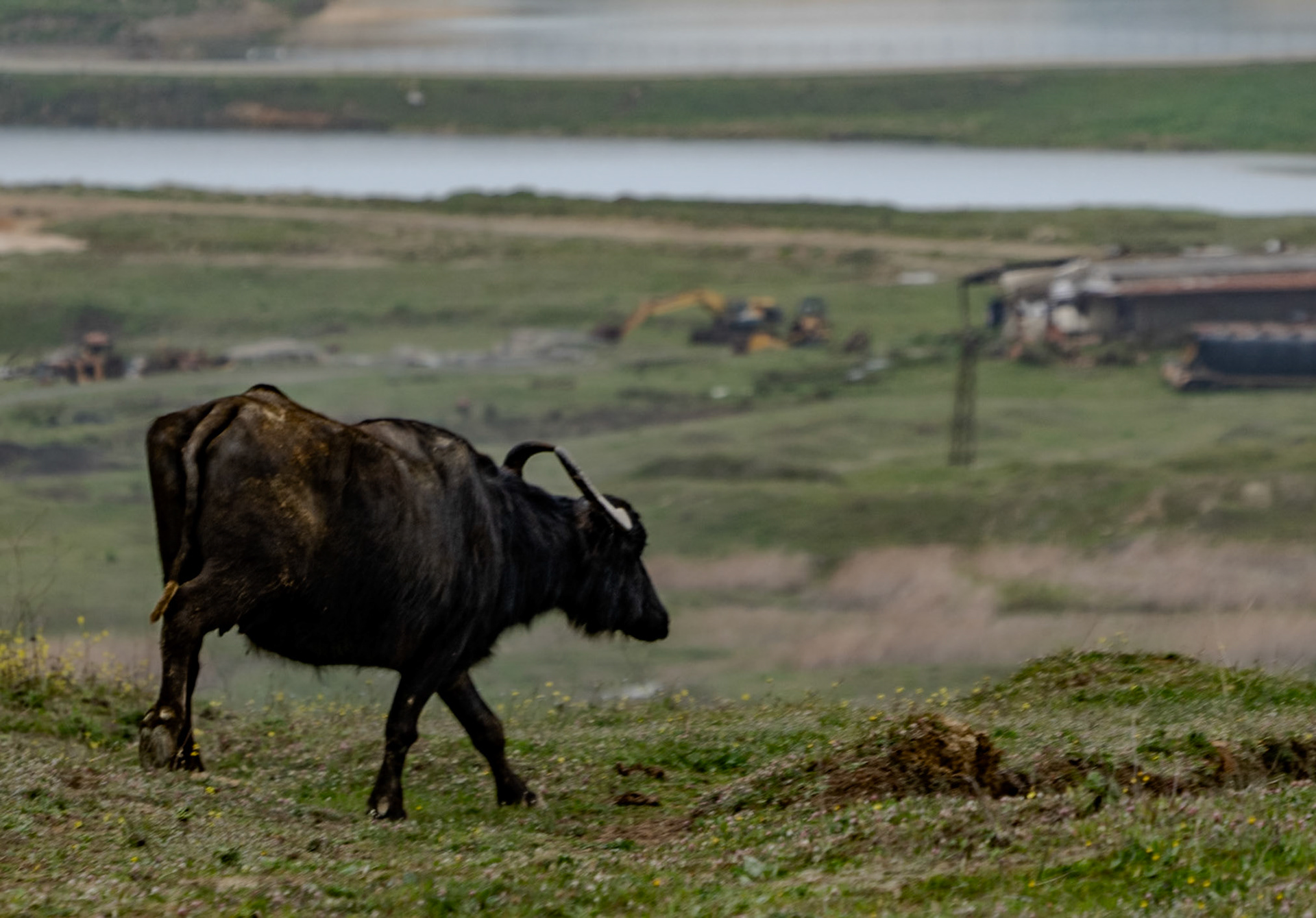 Yeniköy abandoned mineworkings: water buffalo