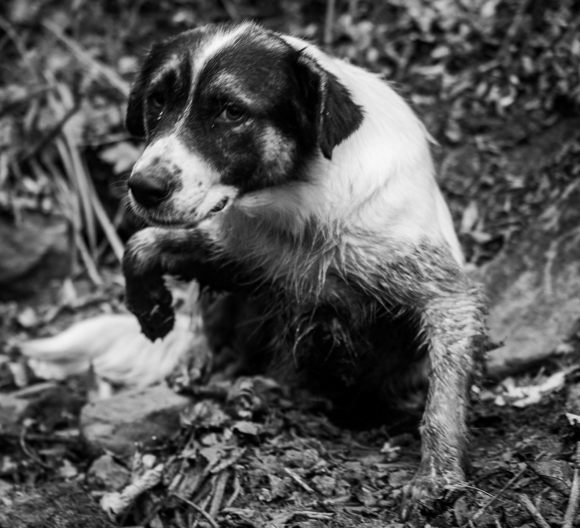 Kılıçlı southeastern streambed: mud-loving daydog